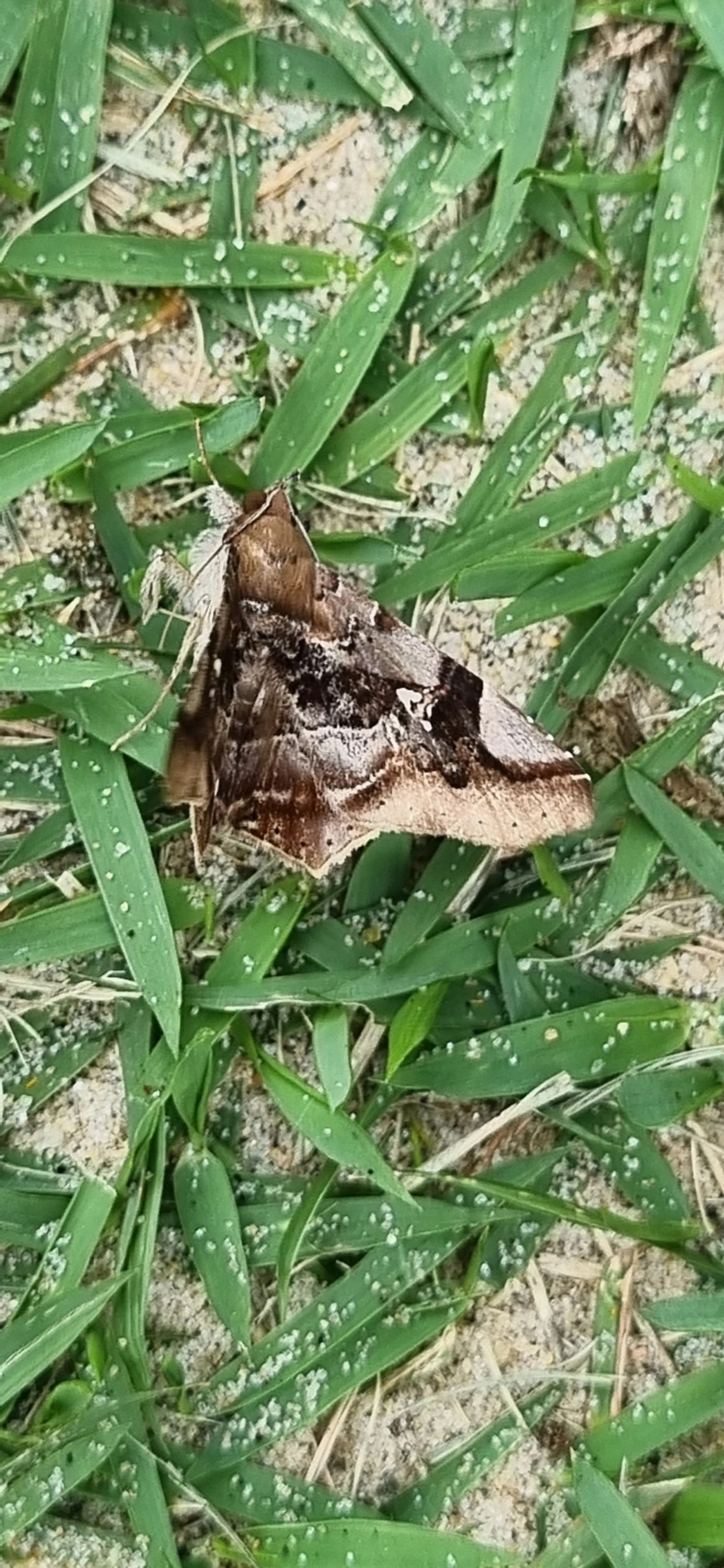 Borboletas e traças (Lepidoptera), insetos, fotografado em Maresias, São Sebastião