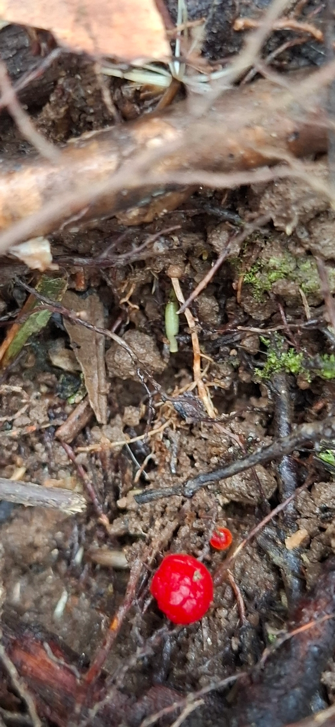 Hygrocyboideae, fungos, fotografado em São Sebastião