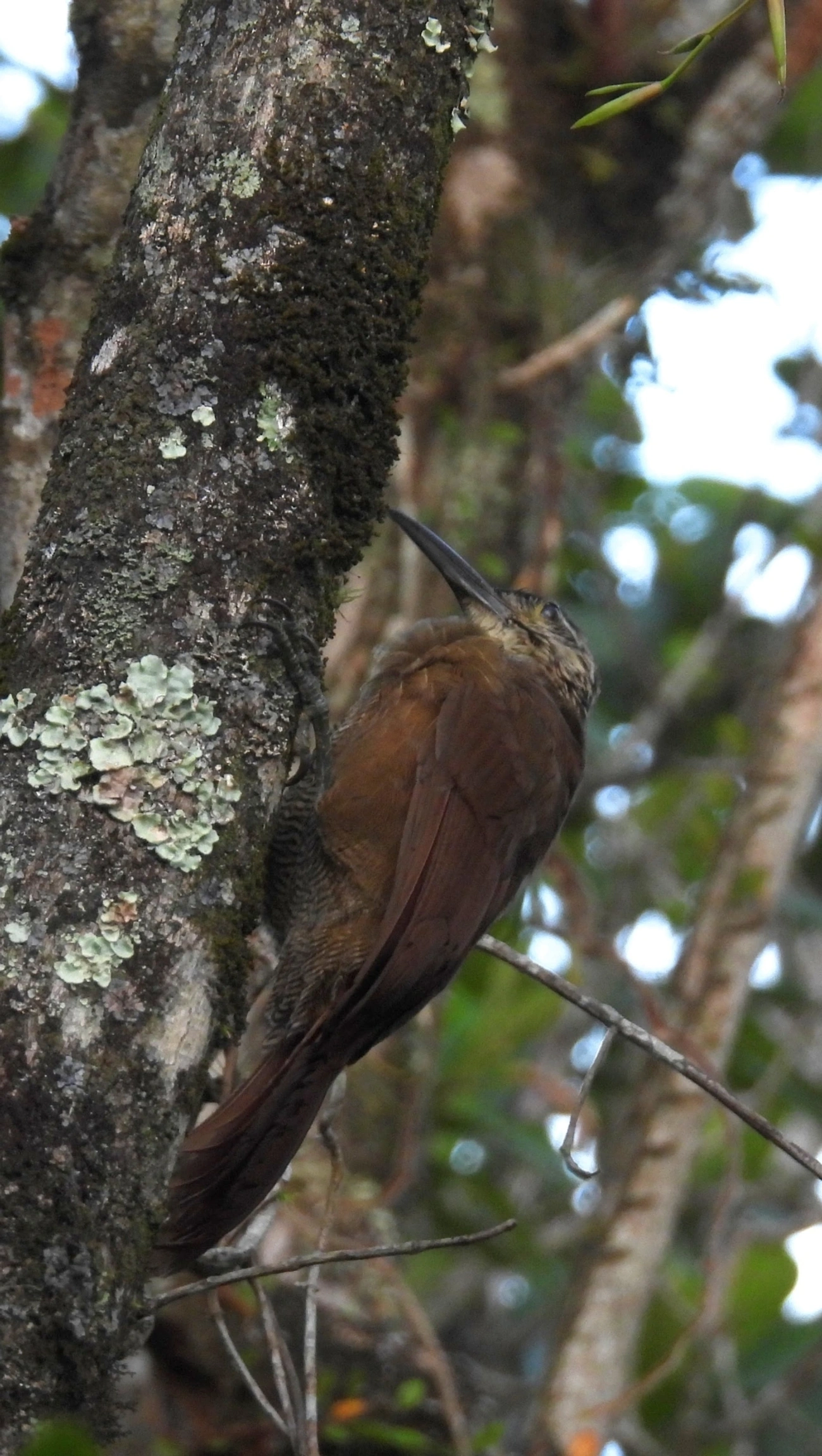 Arapaçu-de-garganta-branca (Xiphocolaptes albicollis), aves, fotografado em Maresias, São Sebastião