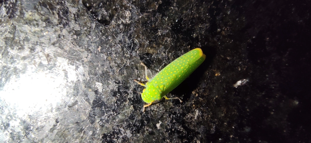 Paromenia, insetos, fotografado em Maresias, São Sebastião