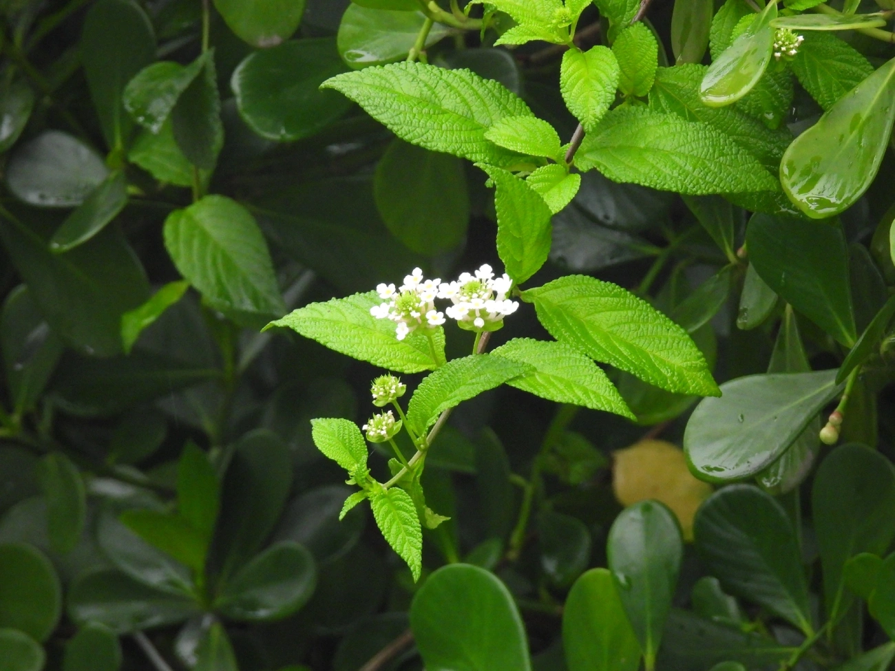 Lantana velutina, plantas, fotografado em Centro, Caraguatatuba