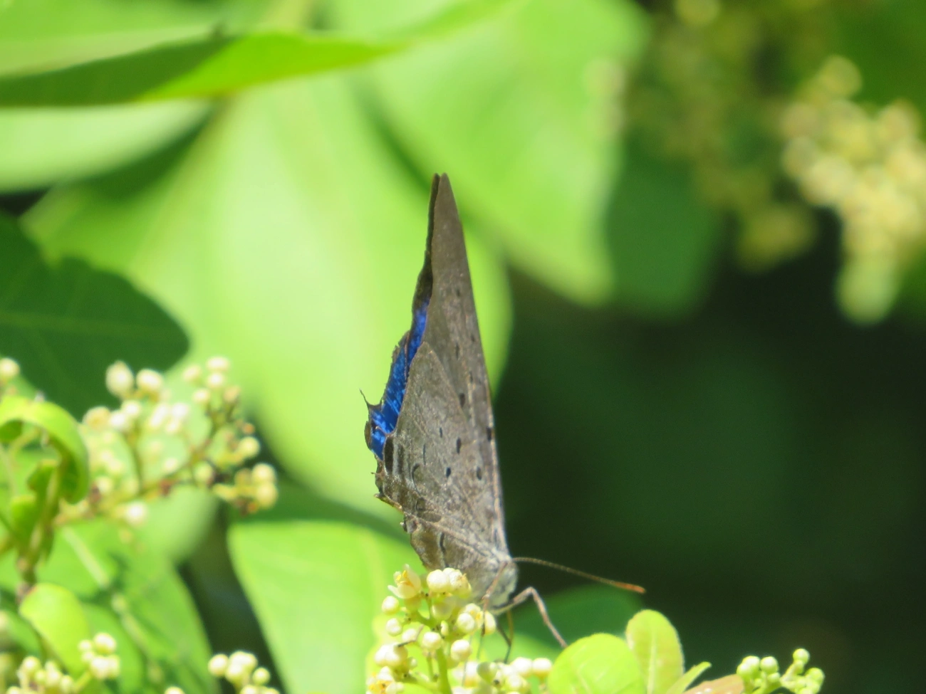 Borboleta-rainha-de-seda-azul (Pseudolycaena marsyas), insetos, fotografado em Maresias, São Sebastião