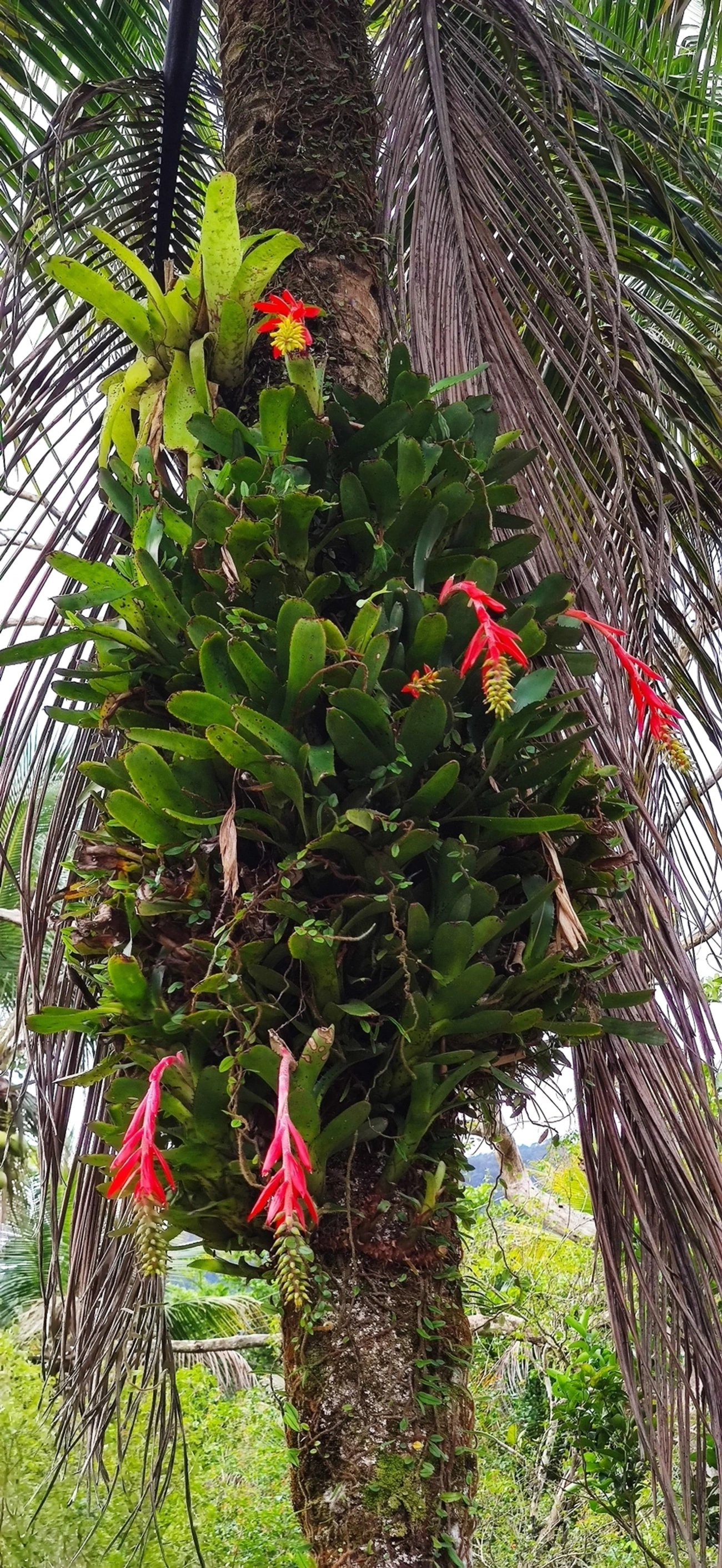 Chupa-chupa (Aechmea nudicaulis), plantas, fotografado em Maresias, São Sebastião