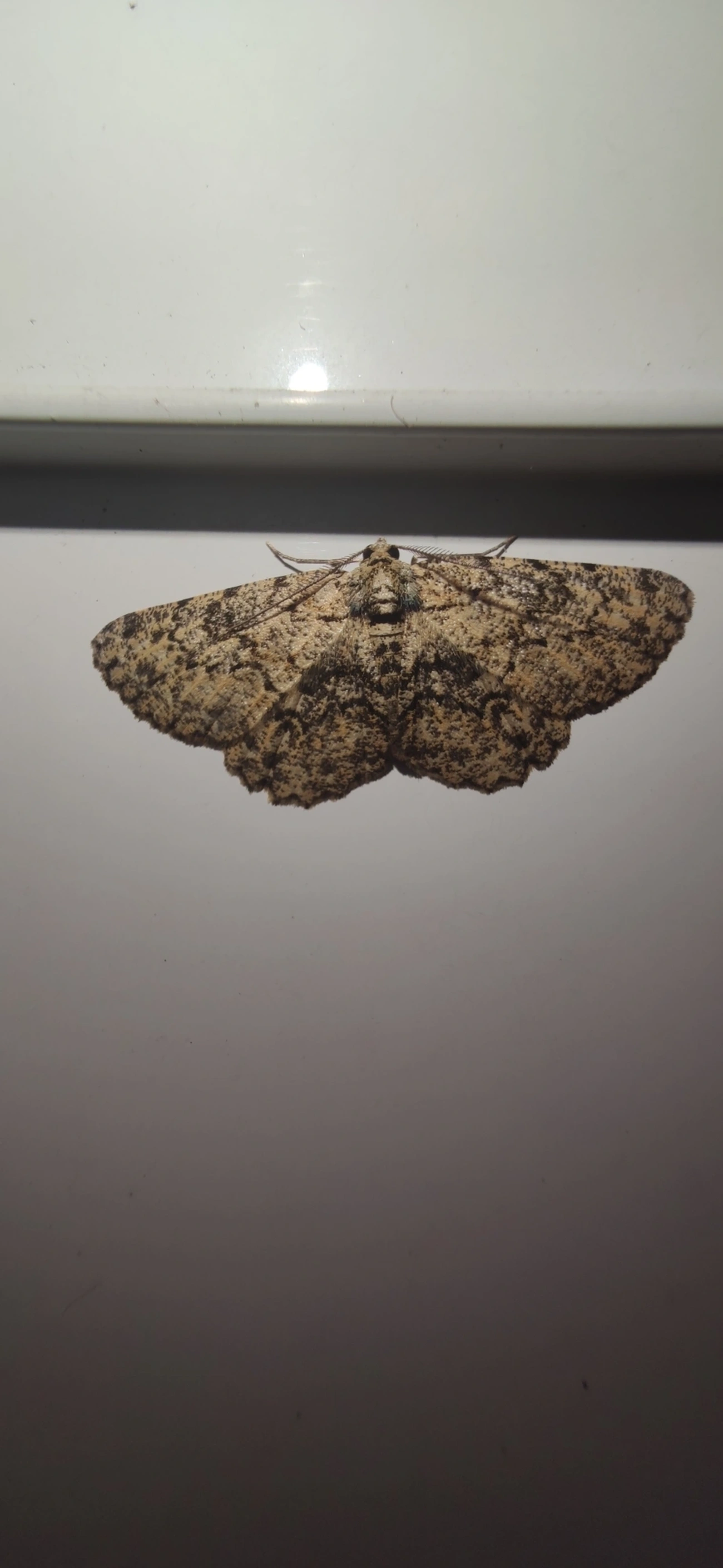 Hypomecis, insetos, fotografado em Maresias, São Sebastião