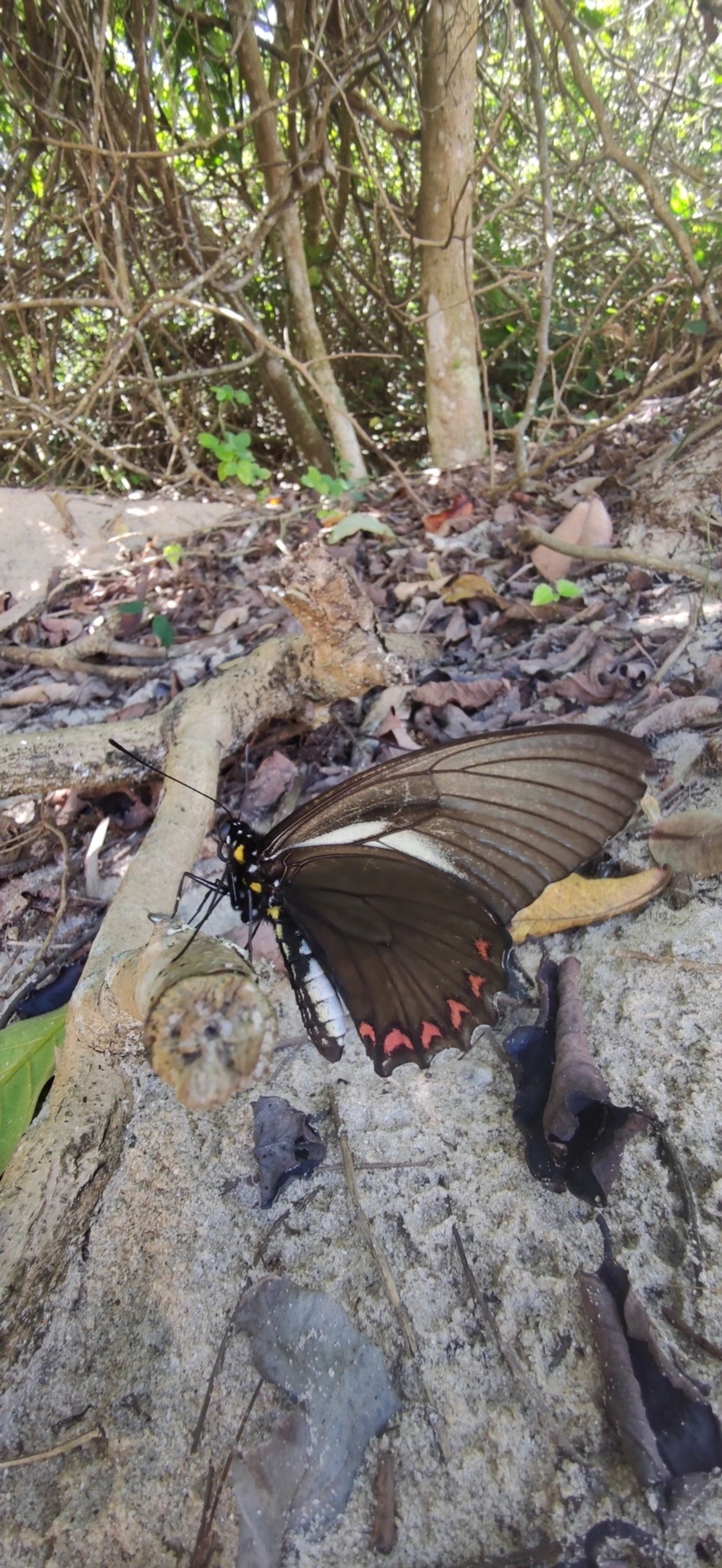 Rabo-de-andorinha-crassus (Battus crassus), insetos, fotografado em Maresias, São Sebastião