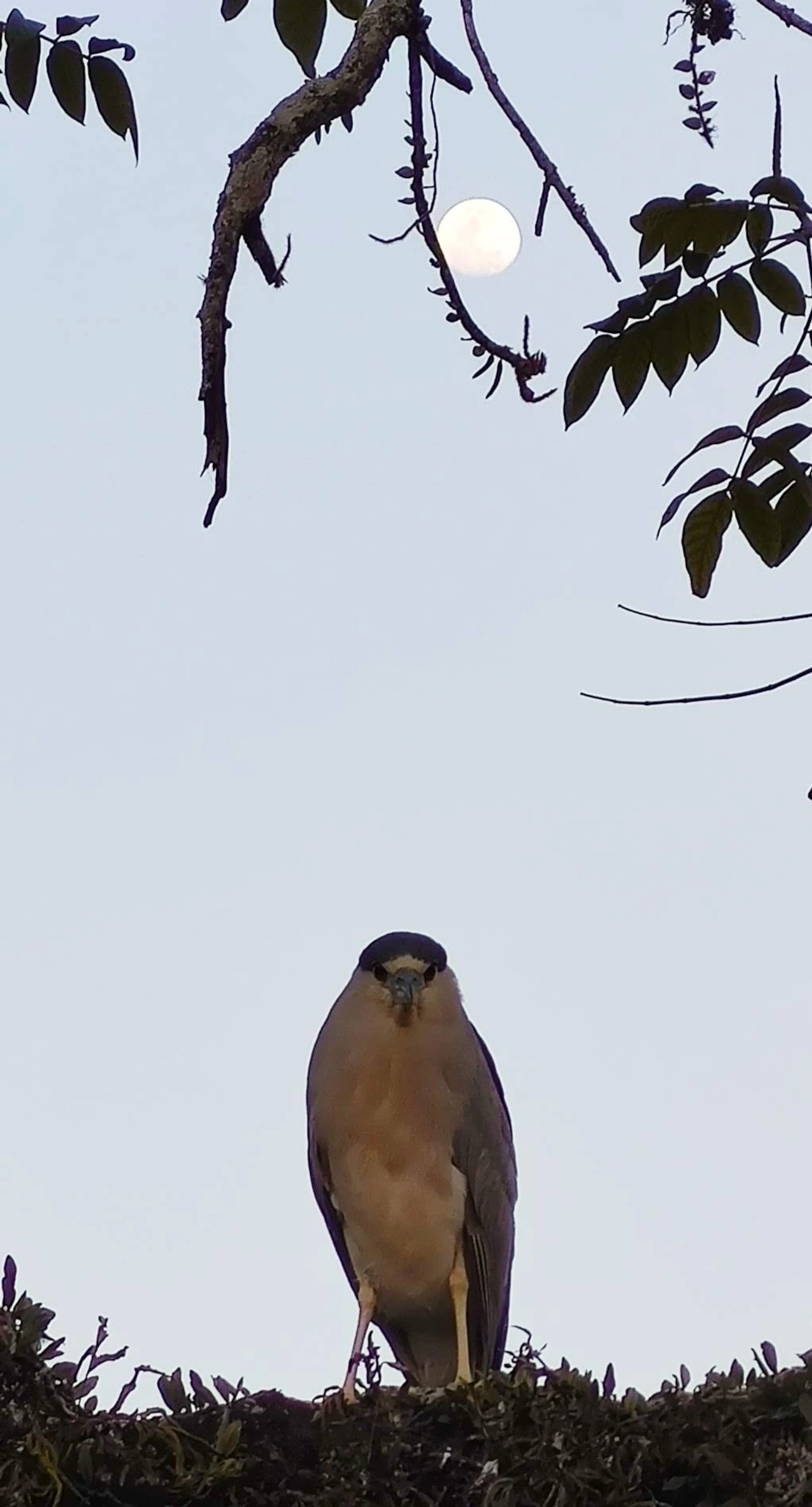 Socó-dorminhoco (Nycticorax nycticorax), aves, fotografado em Caraguatatuba