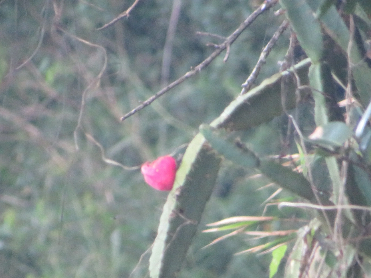 Mandacaru-da-praia (Cereus fernambucensis), plantas, fotografado em Maresias, São Sebastião