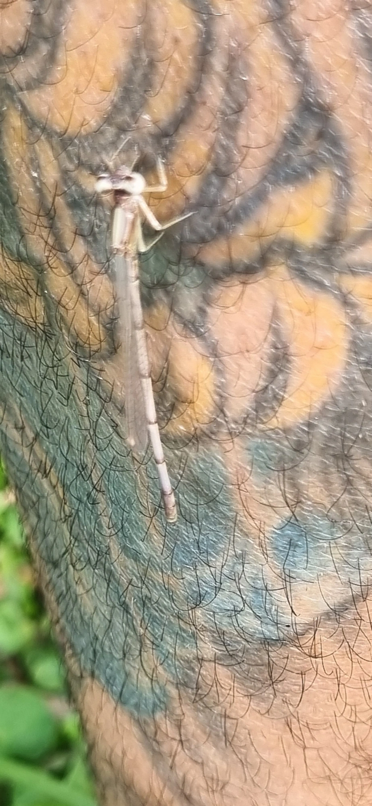 Lestidae, insetos, fotografado em São Sebastião