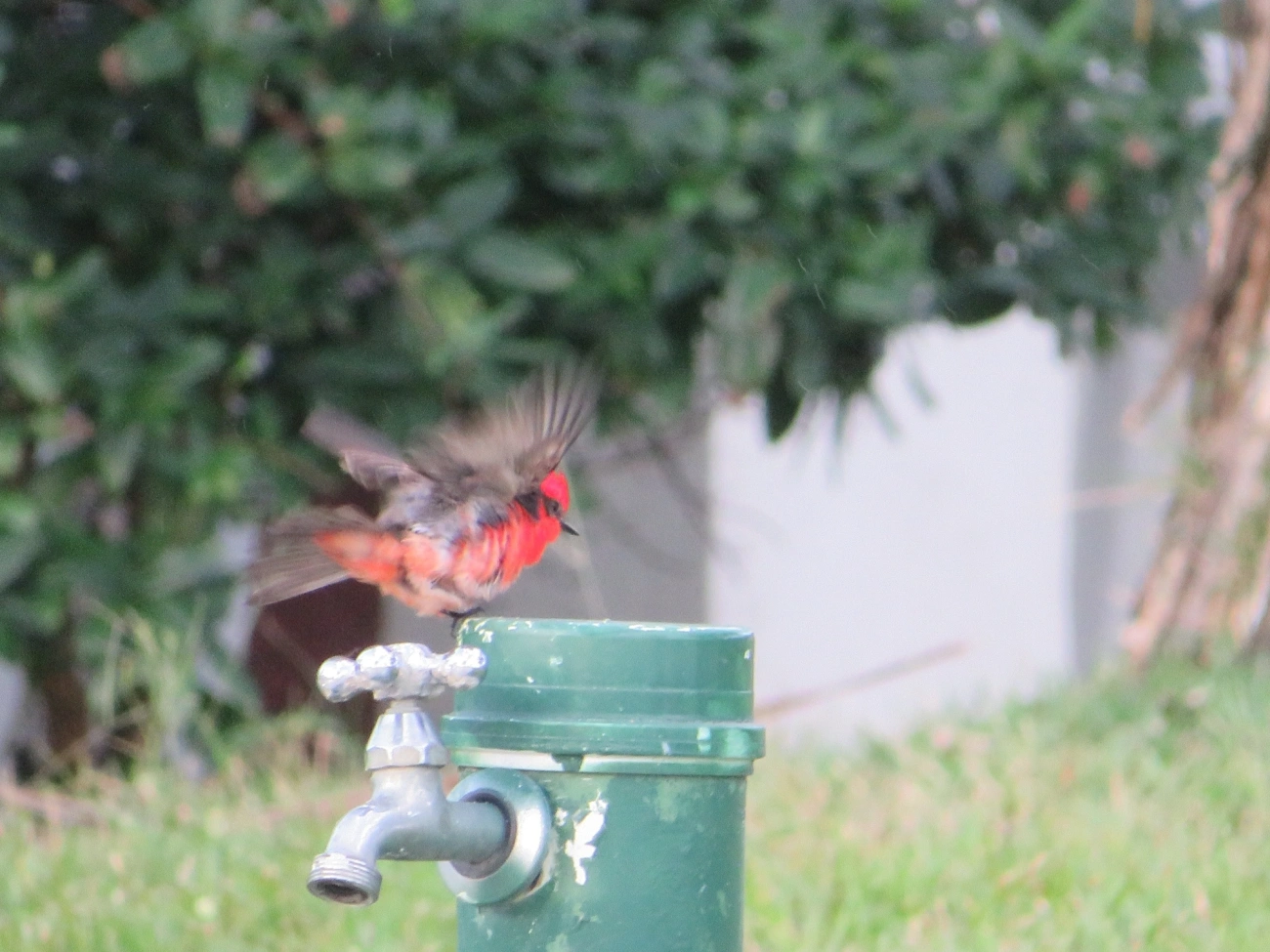 Príncipe (Pyrocephalus rubinus), aves, fotografado em Maresias, São Sebastião