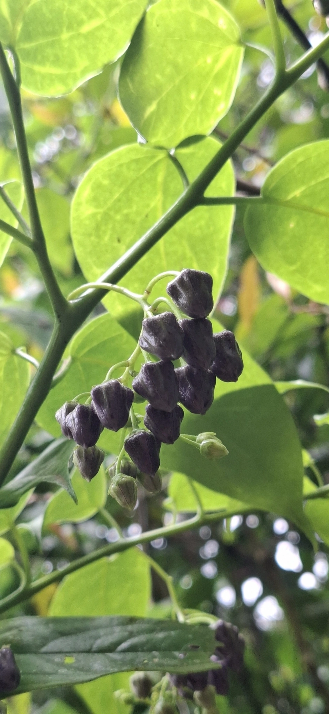 Baga-de-veado (Solanum diploconos), plantas, fotografado em São Sebastião