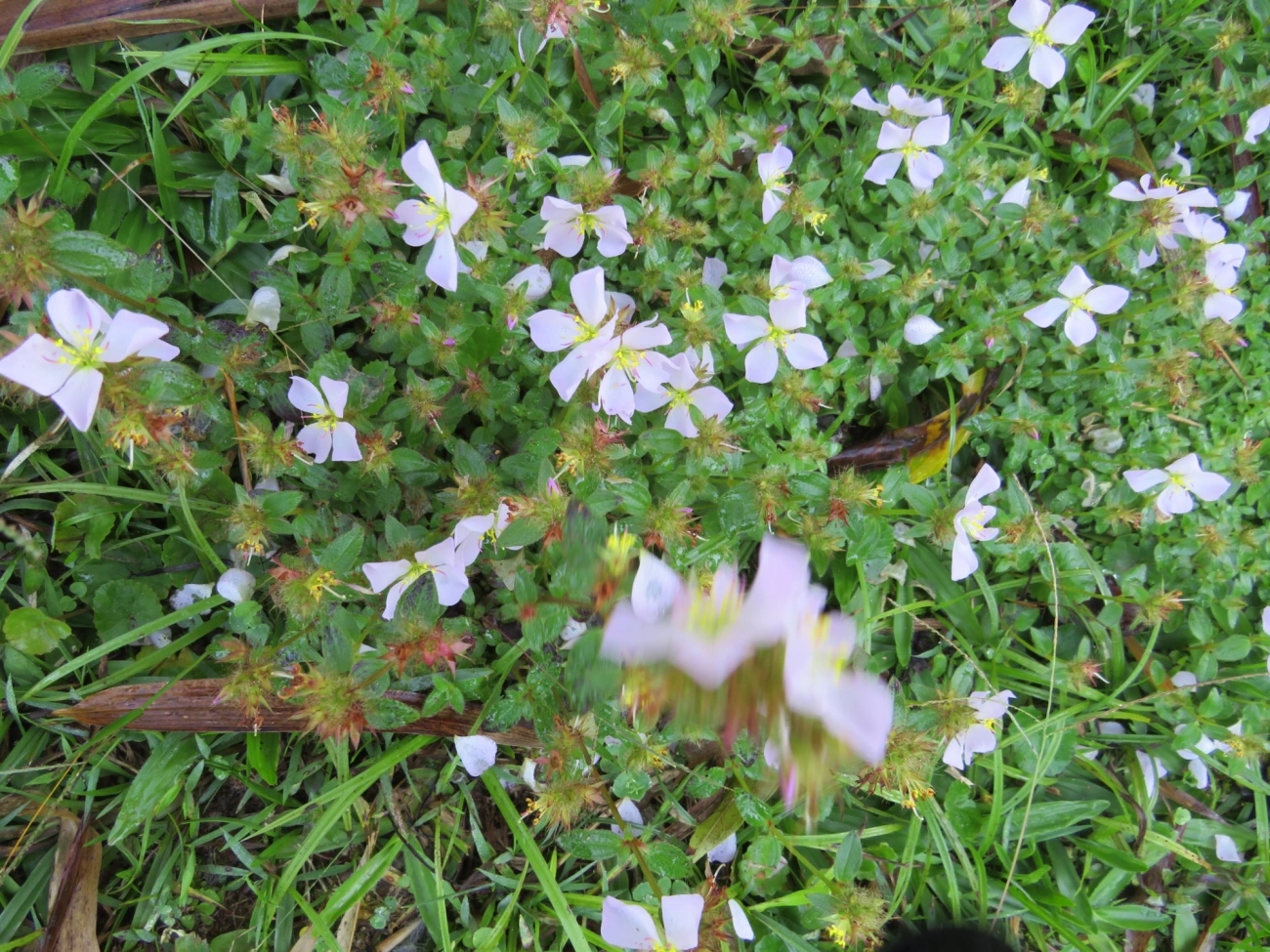Dicotiledóneas (Magnoliopsida), plantas, fotografado em Maresias, São Sebastião