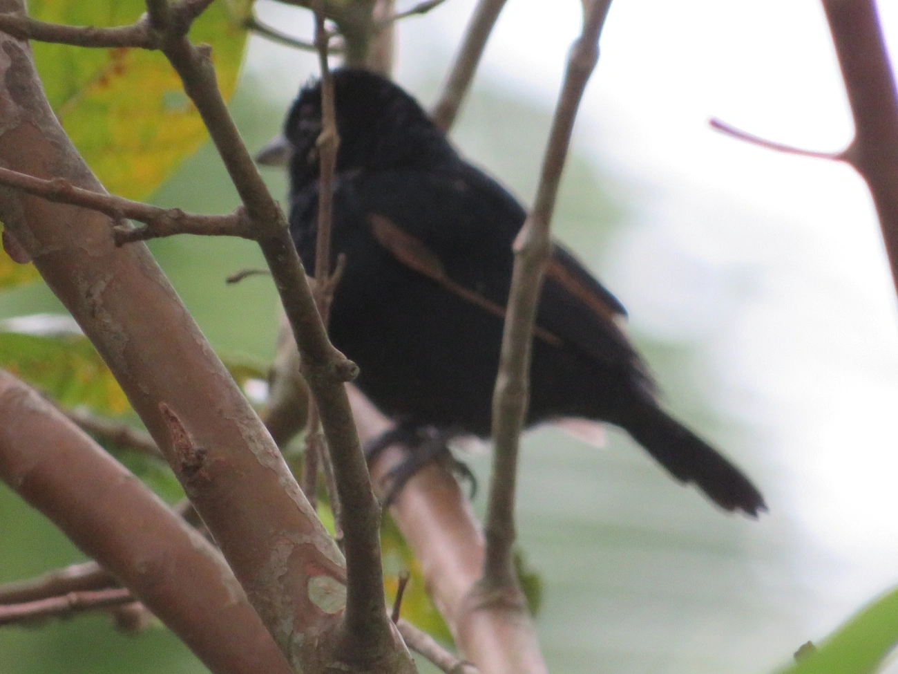 Tiê-preto (Tachyphonus coronatus), aves, fotografado em Maresias, São Sebastião