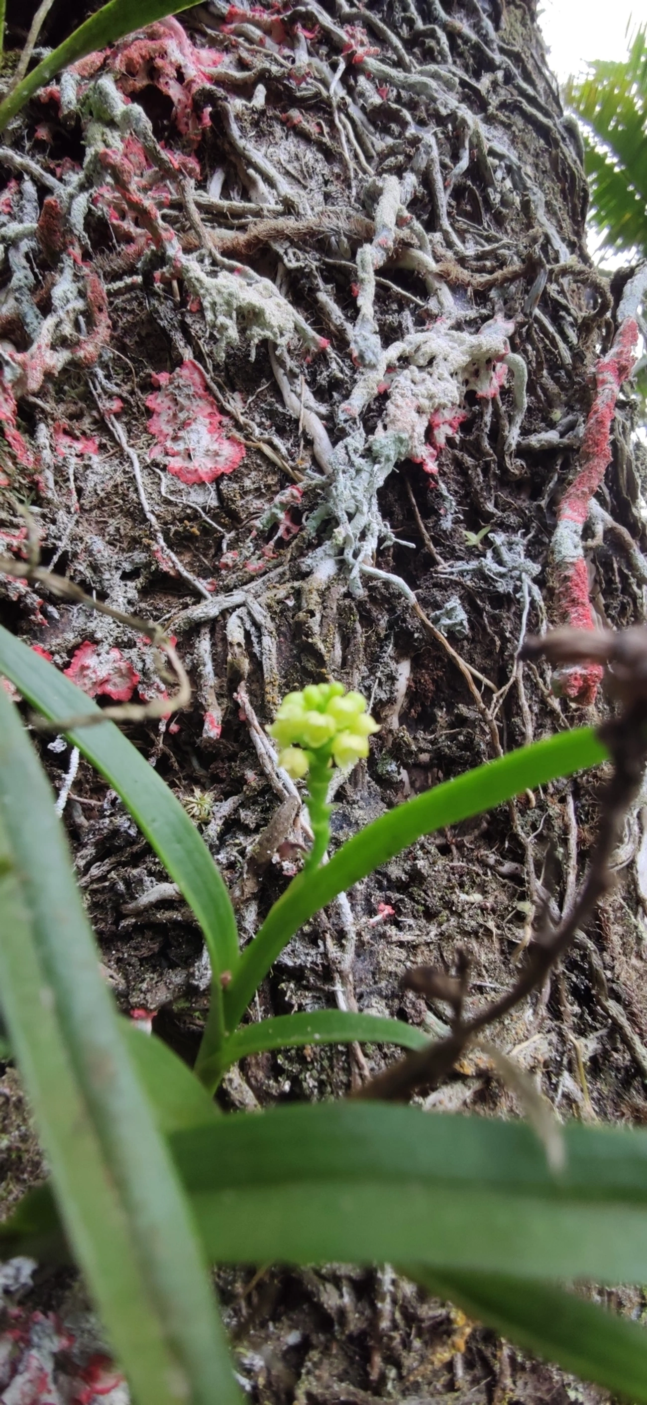 Polystachya, plantas, fotografado em Maresias, São Sebastião