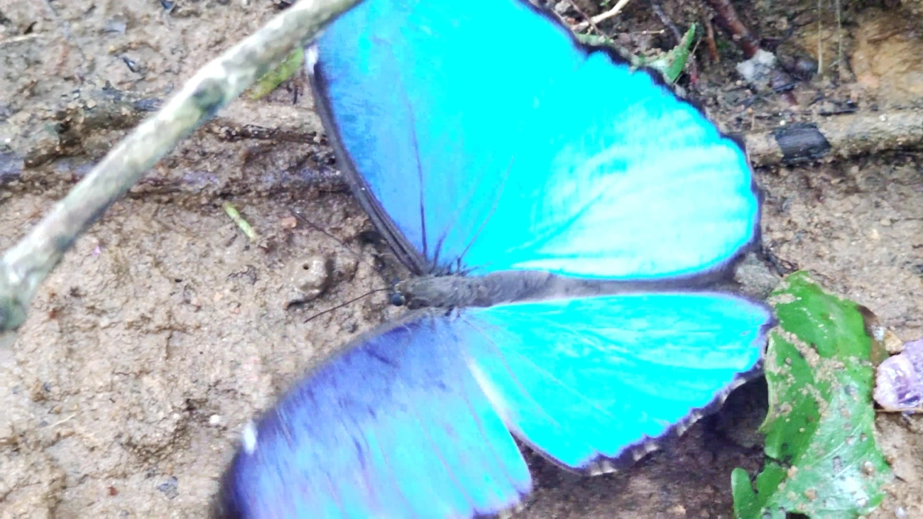 Azulão (Morpho menelaus), insetos, fotografado em Maresias, São Sebastião