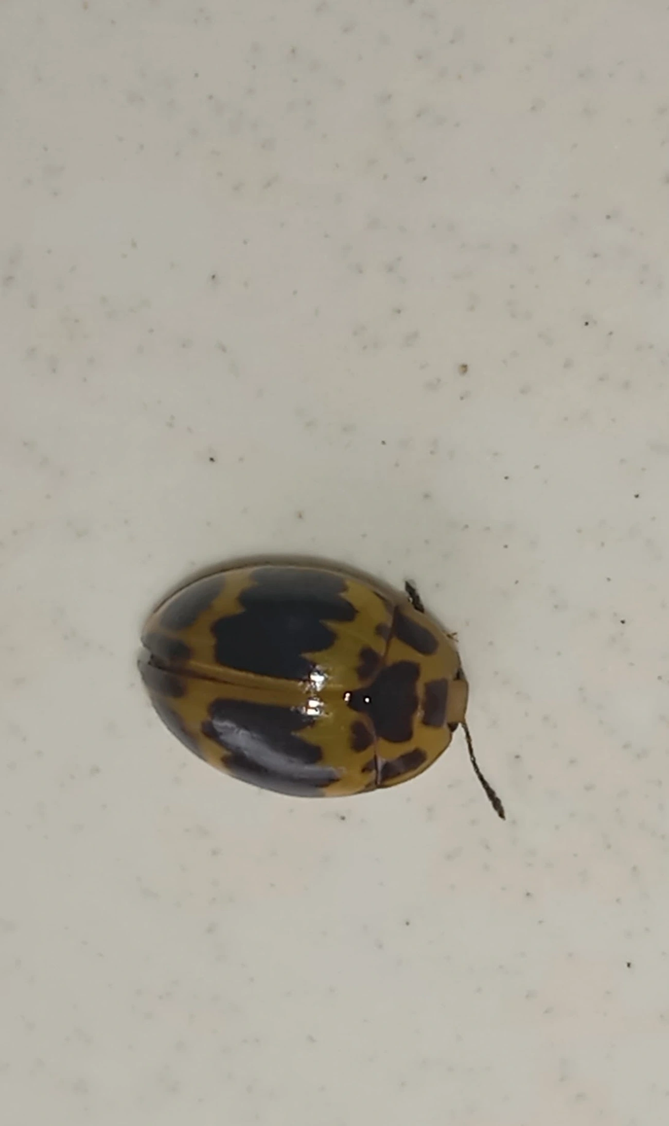 Besouro-do-fungo (Iphiclus signatus), insetos, fotografado em Maresias, São Sebastião