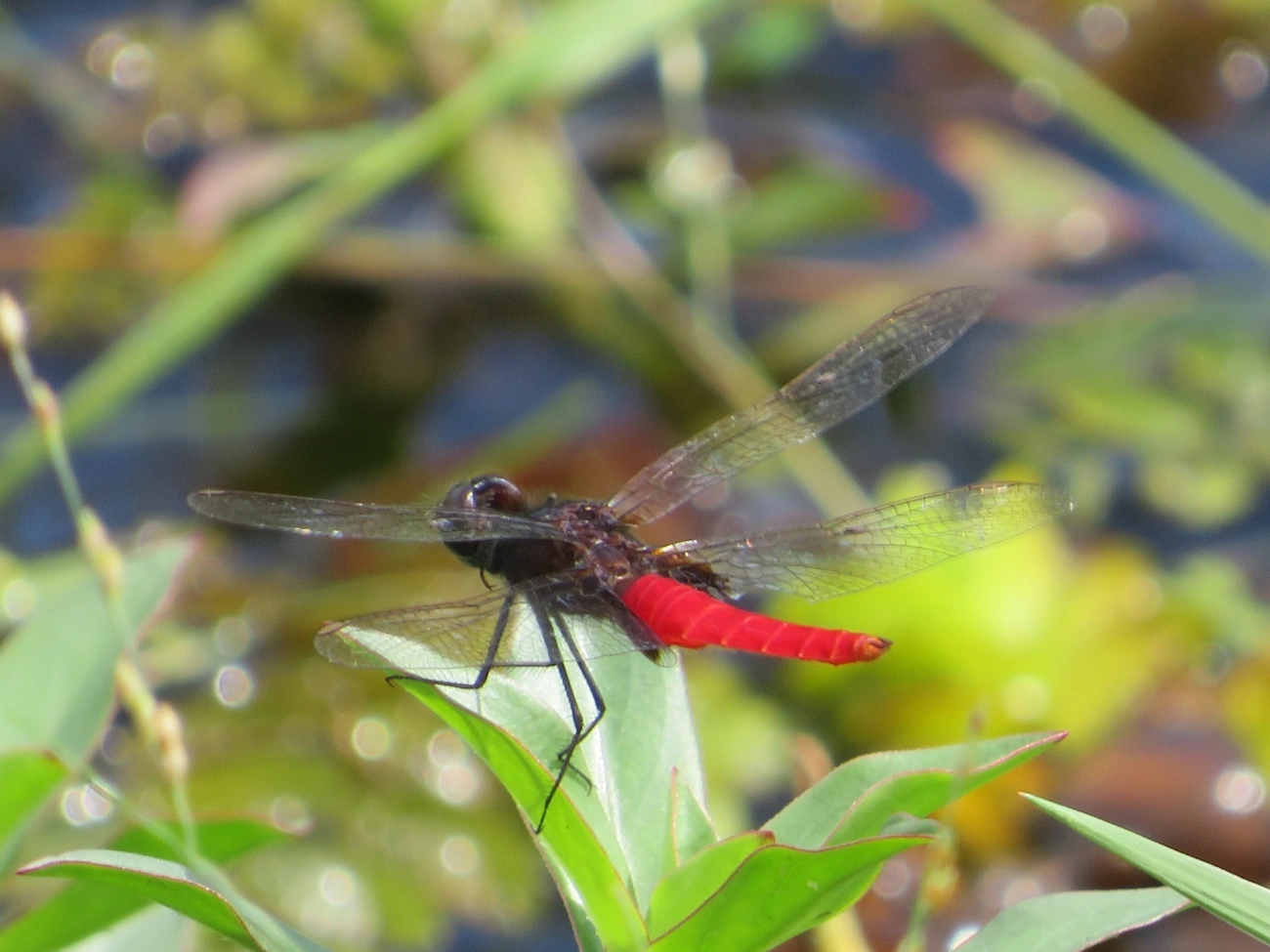 Rabo-escarlate-da-Guiana (Planiplax phoenicura), insetos, fotografado em Maresias, São Sebastião