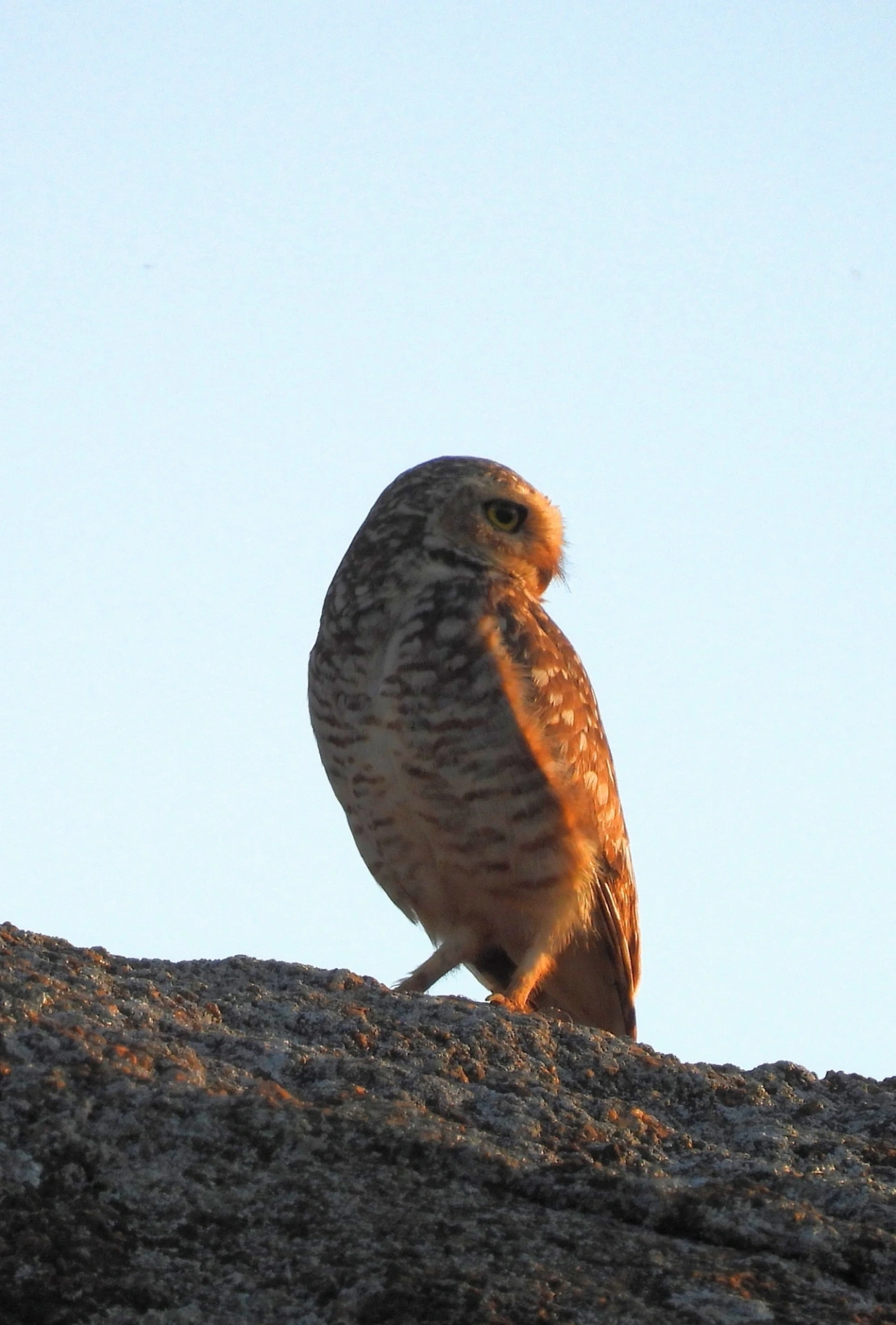 Coruja-buraqueira (Athene cunicularia), aves, fotografado em Itu
