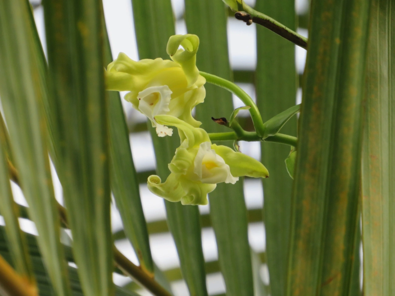 Baunilha (Vanilla arcuata), plantas, fotografado em Maresias, São Sebastião