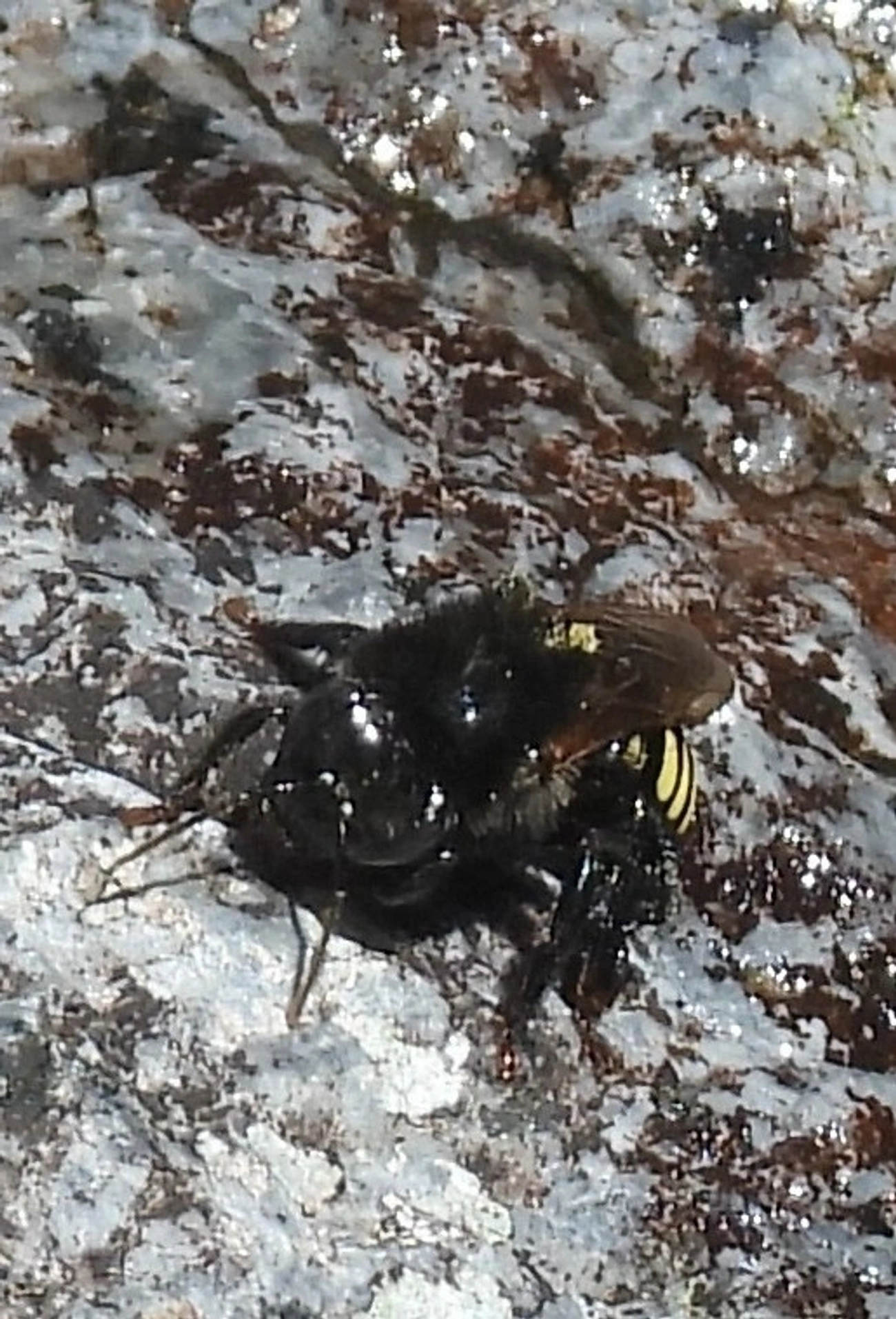Mandaçaia (Melipona quadrifasciata), insetos, fotografado em Queluz