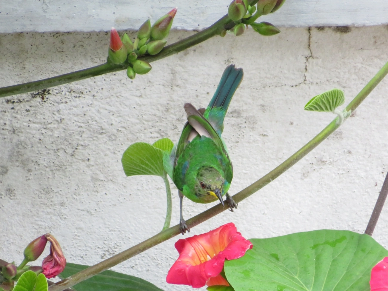 Saí-verde (Chlorophanes spiza), aves, fotografado em Maresias, São Sebastião