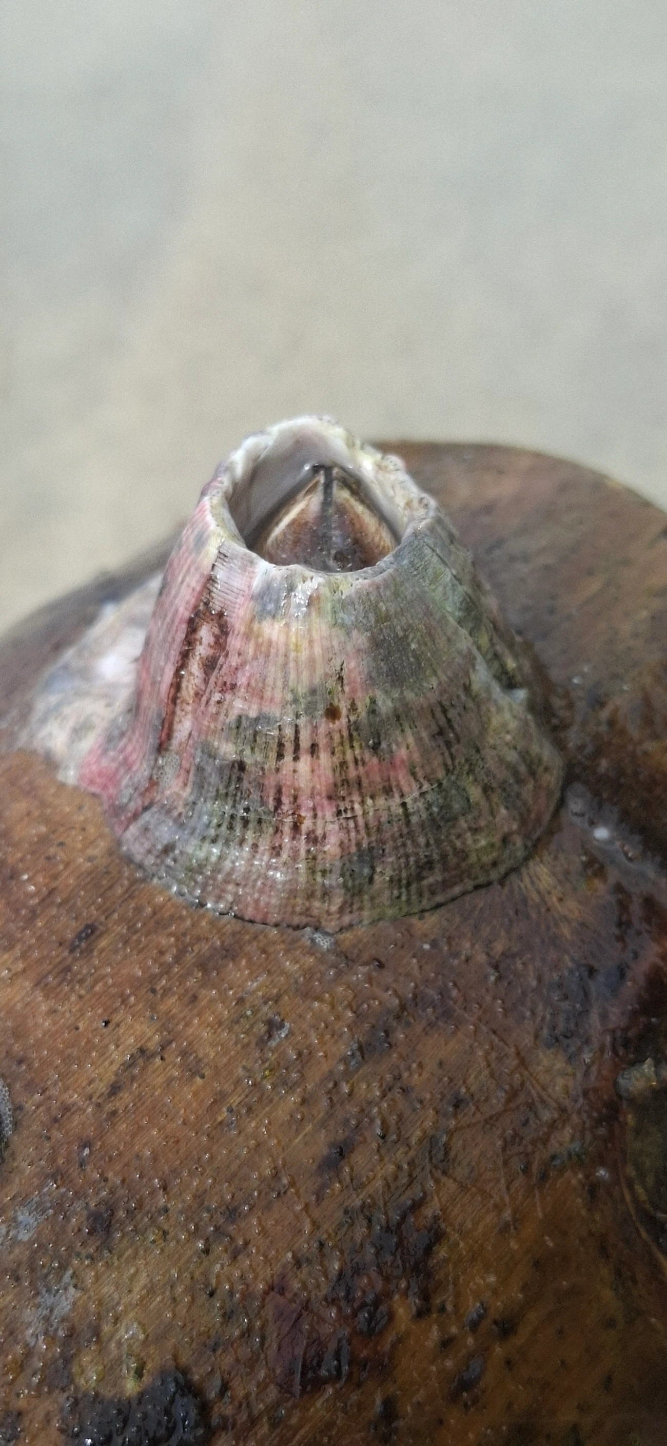 Balanidae, crustáceos, fotografado em Maresias, São Sebastião