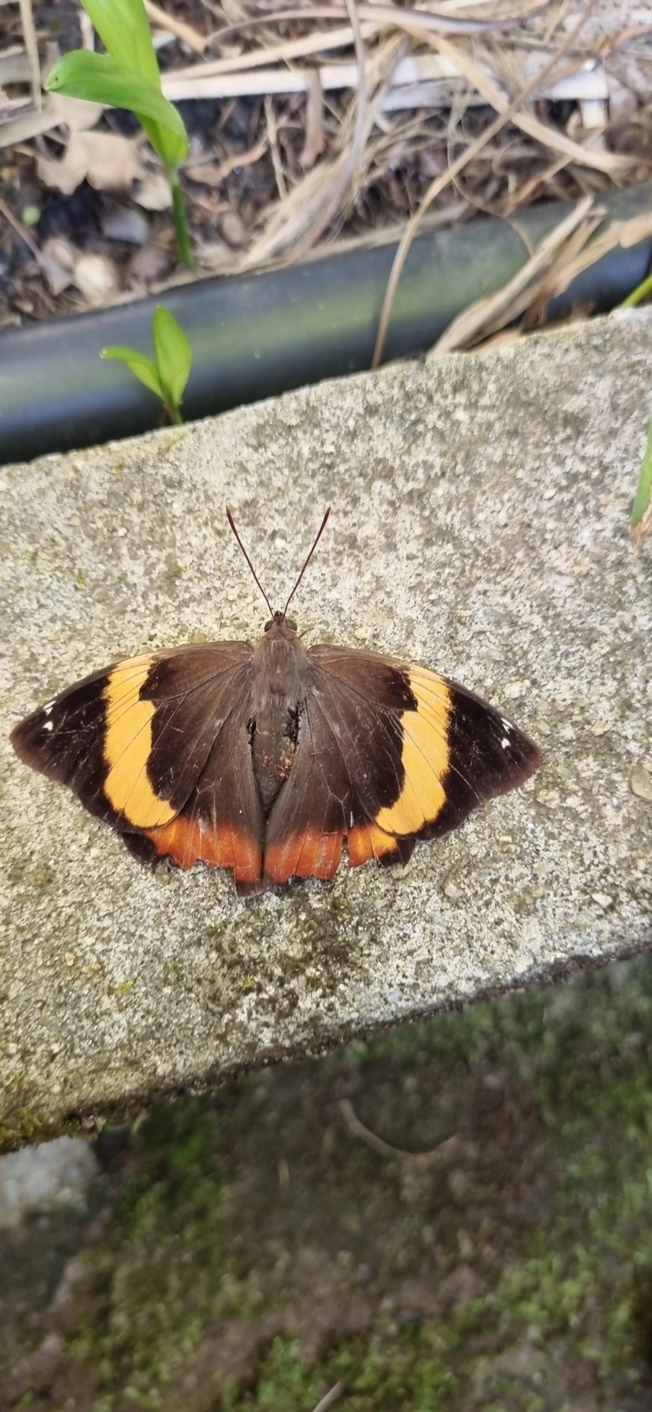 Lagarta-verde-das-palmeiras (Opsiphanes invirae), insetos, fotografado em Calhetas, São Sebastião
