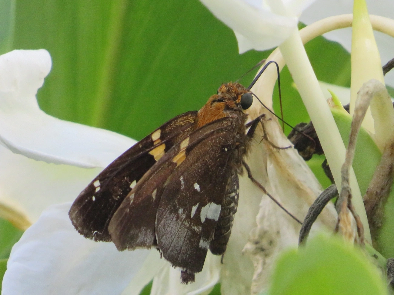 Epargyreus, insetos, fotografado em Maresias, São Sebastião