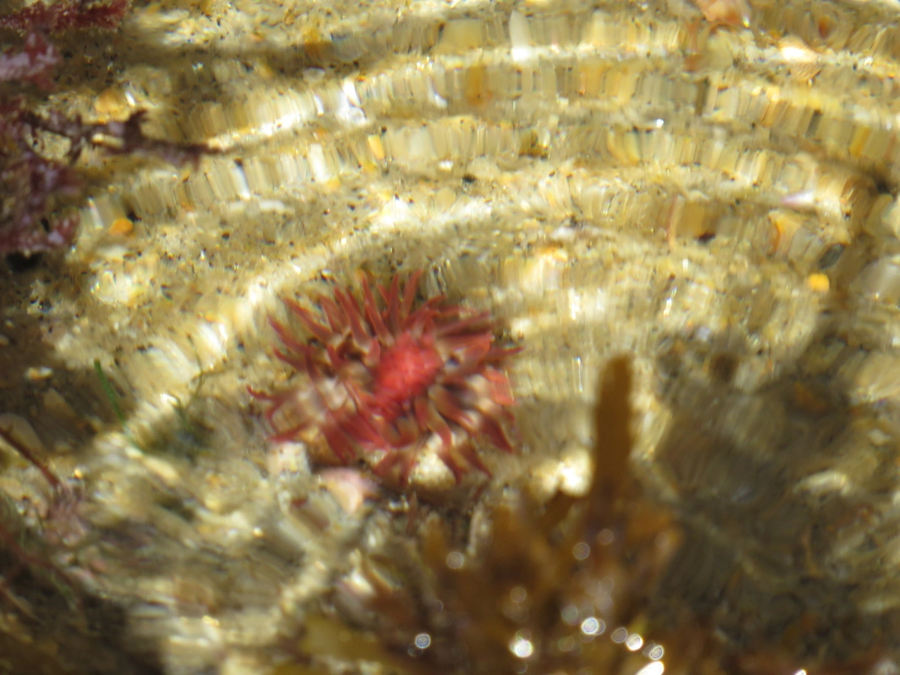 Anêmona-do-sargaço (Anemonia sargassensis), cnidários, fotografado em Maresias, São Sebastião