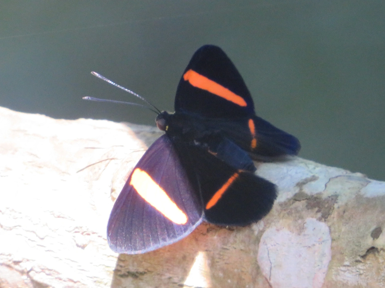 Panara jarbas, insetos, fotografado em Maresias, São Sebastião