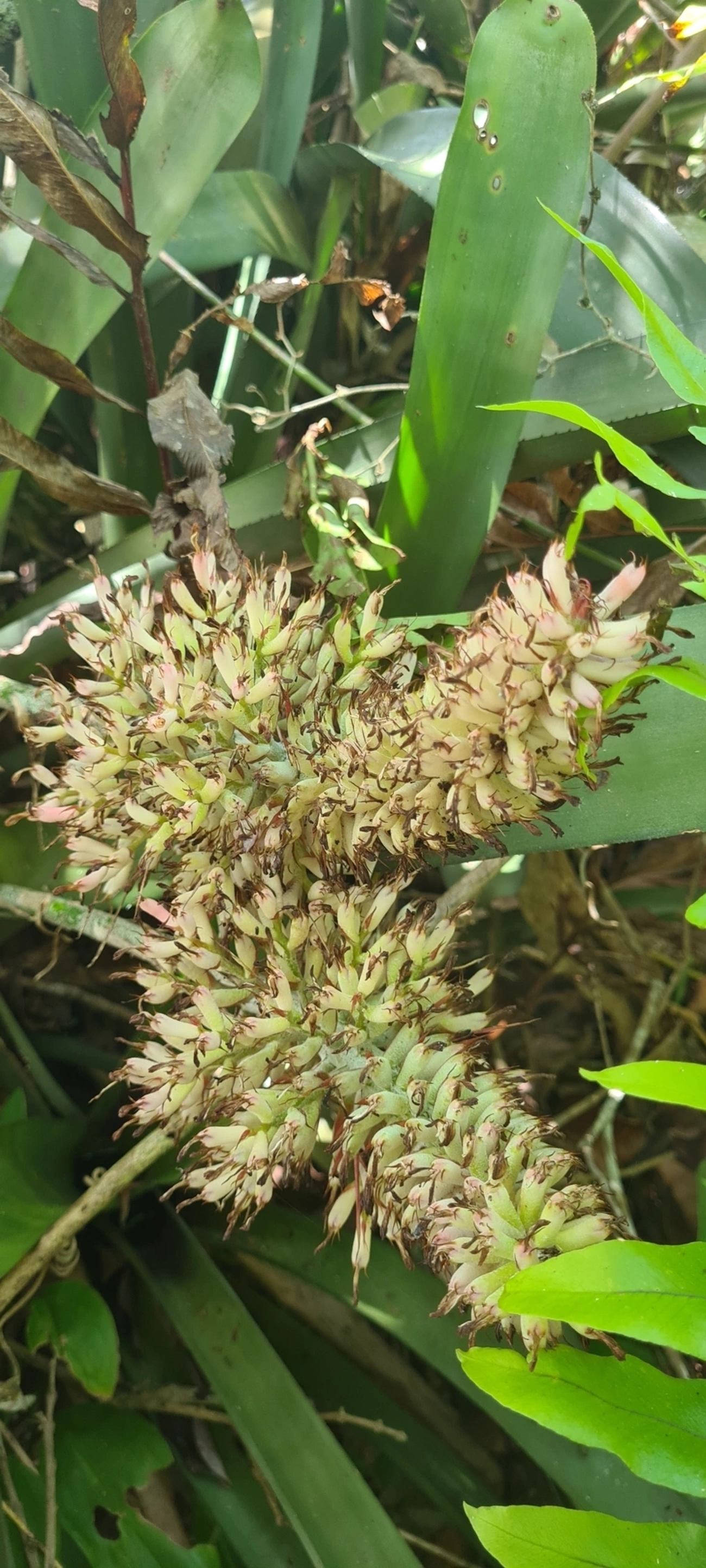 Gravata (Aechmea coelestis), plantas, fotografado em Maresias, São Sebastião