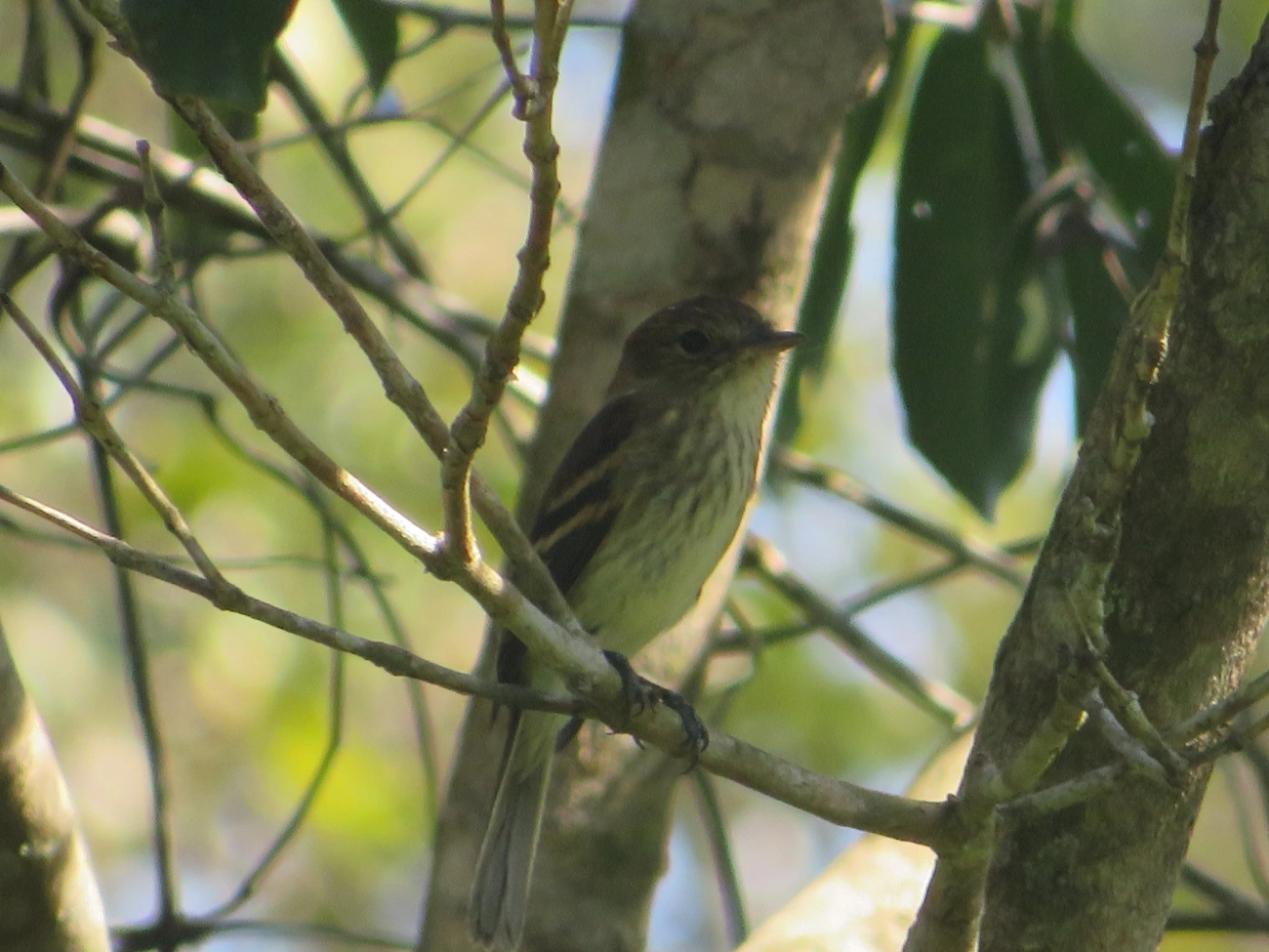 Filipe (Myiophobus fasciatus), aves, fotografado em Maresias, São Sebastião