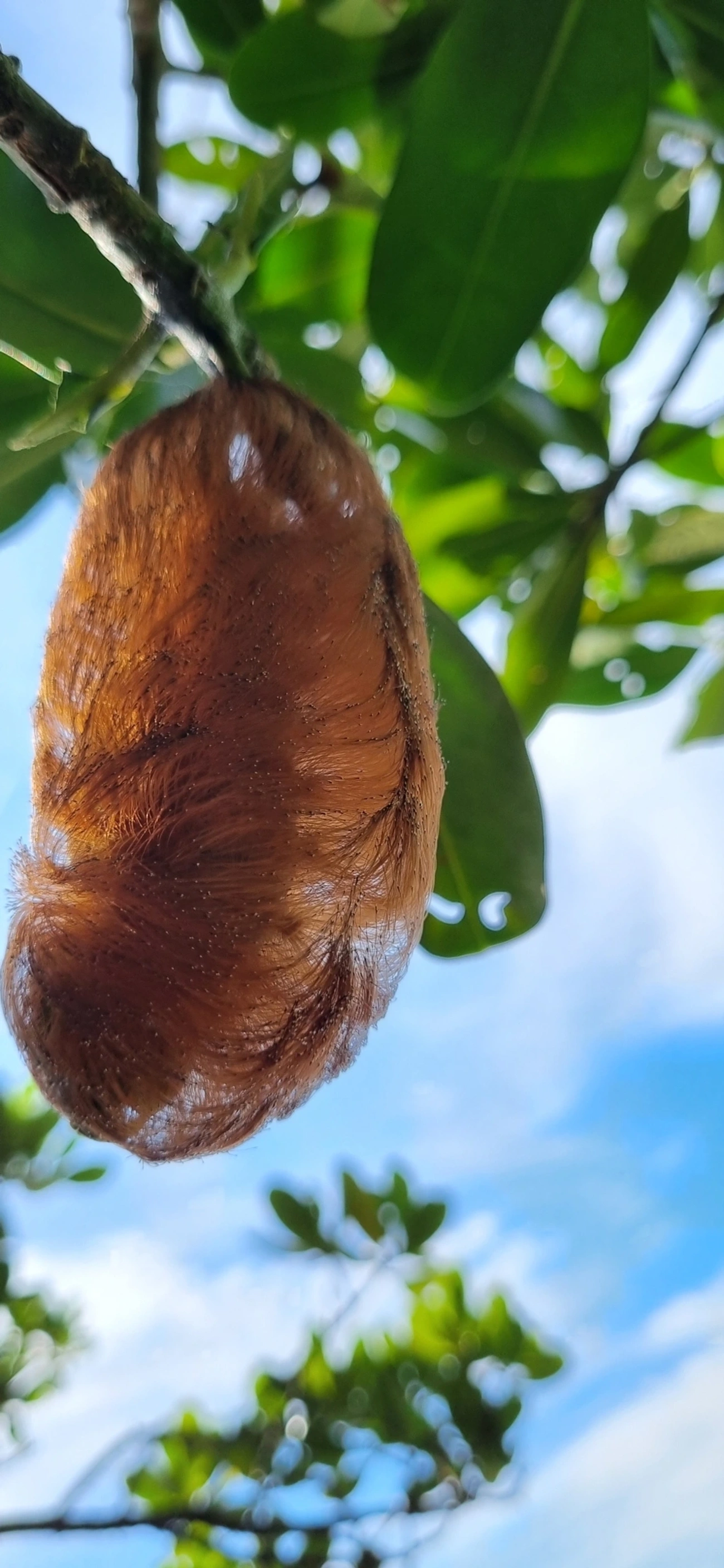 Podalia, insetos, fotografado em Maresias, São Sebastião