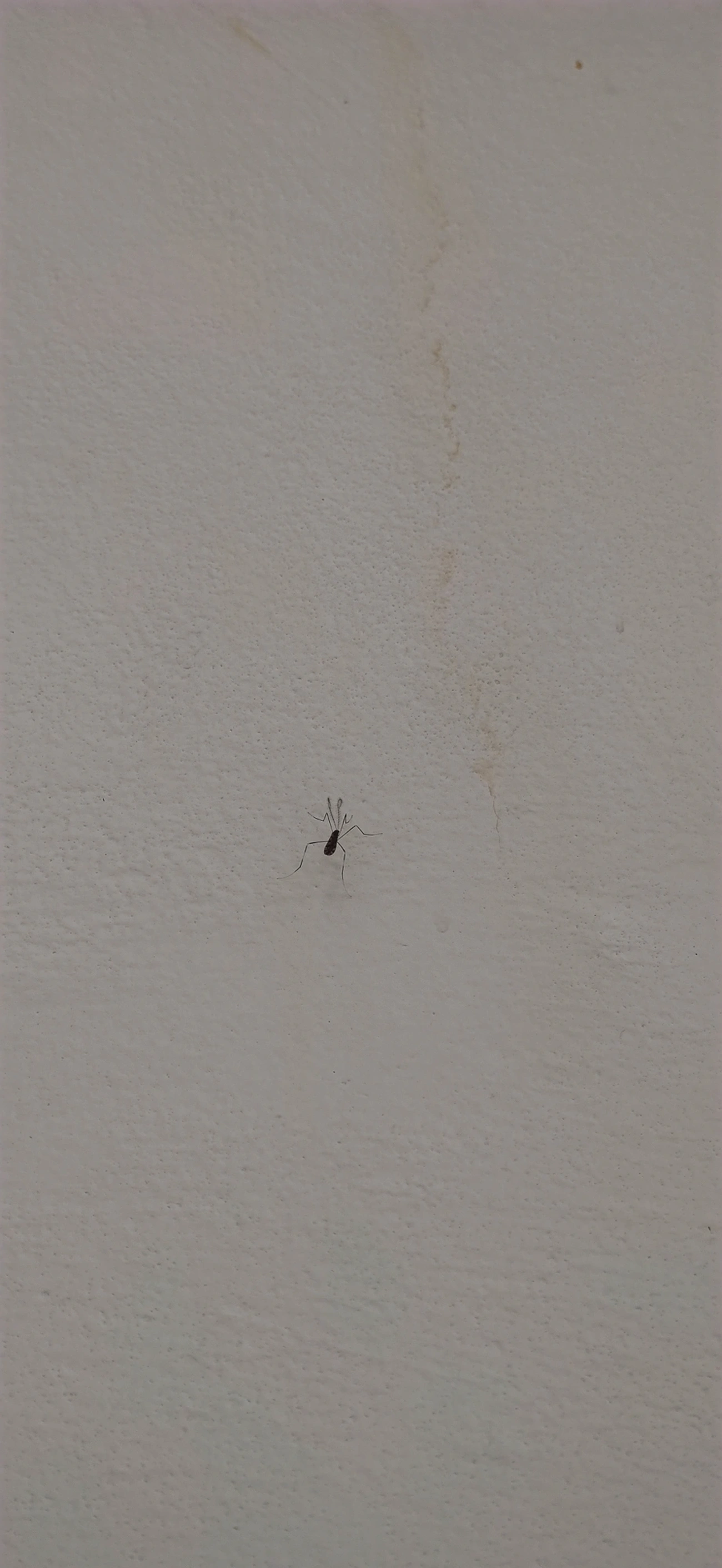 Polymera microstictula, insetos, fotografado em Maresias, São Sebastião