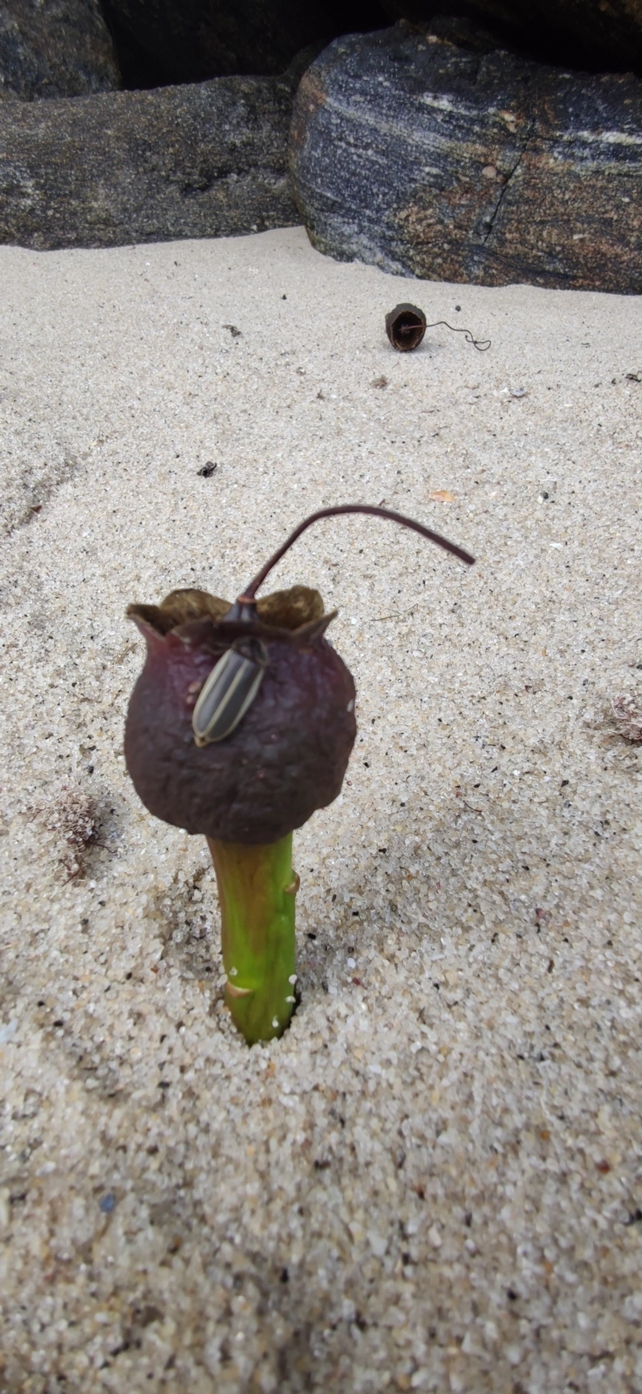 Lampyrinae, insetos, fotografado em Prais do Saco, São Sebastião