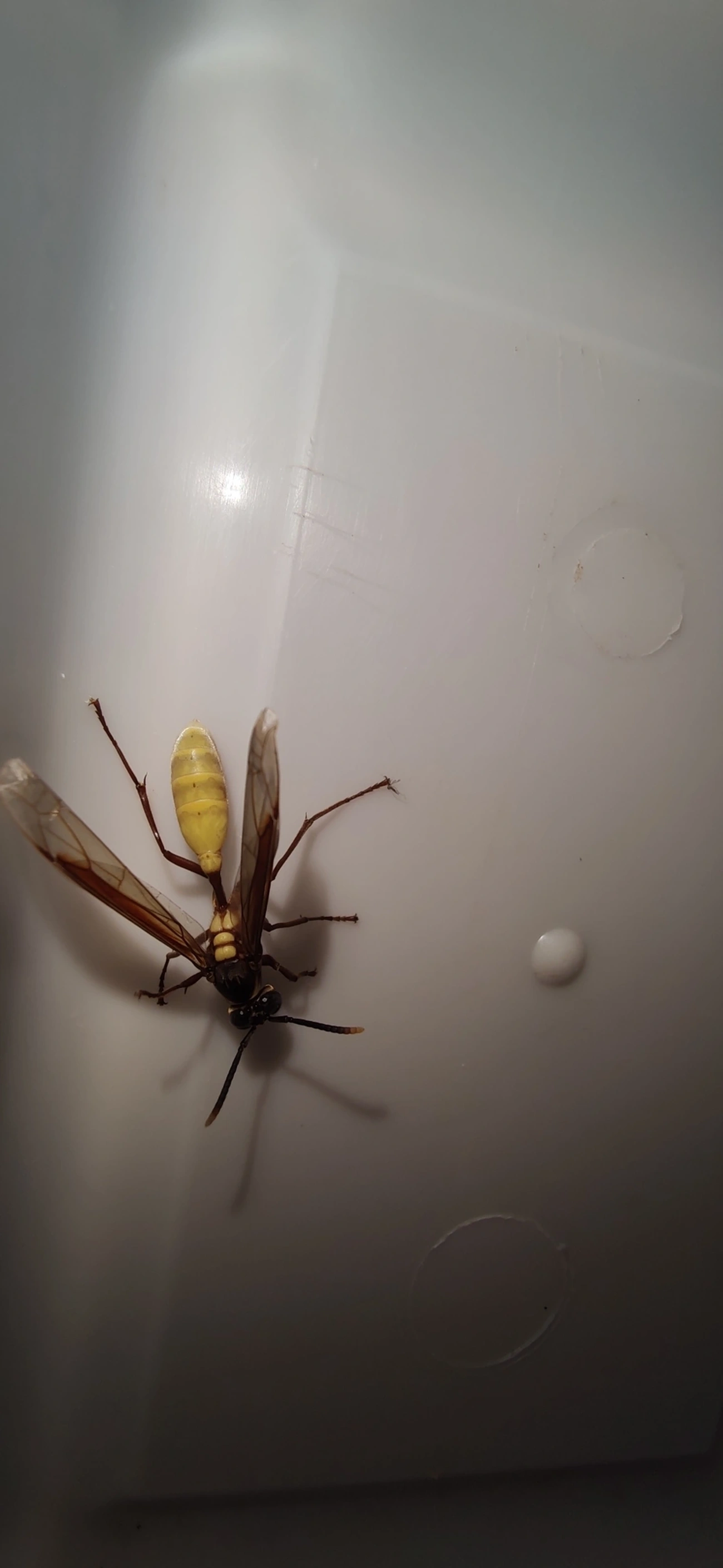 Marimbondo-chapéu (Apoica pallens), insetos, fotografado em Maresias, São Sebastião
