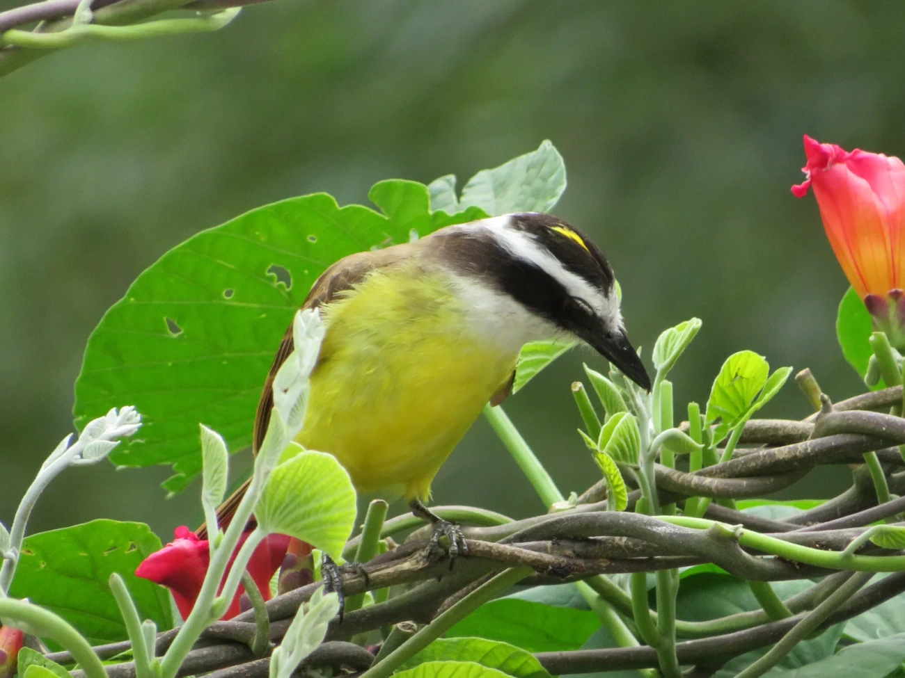 Bem-te-vi (Pitangus sulphuratus), aves, fotografado em Maresias, São Sebastião