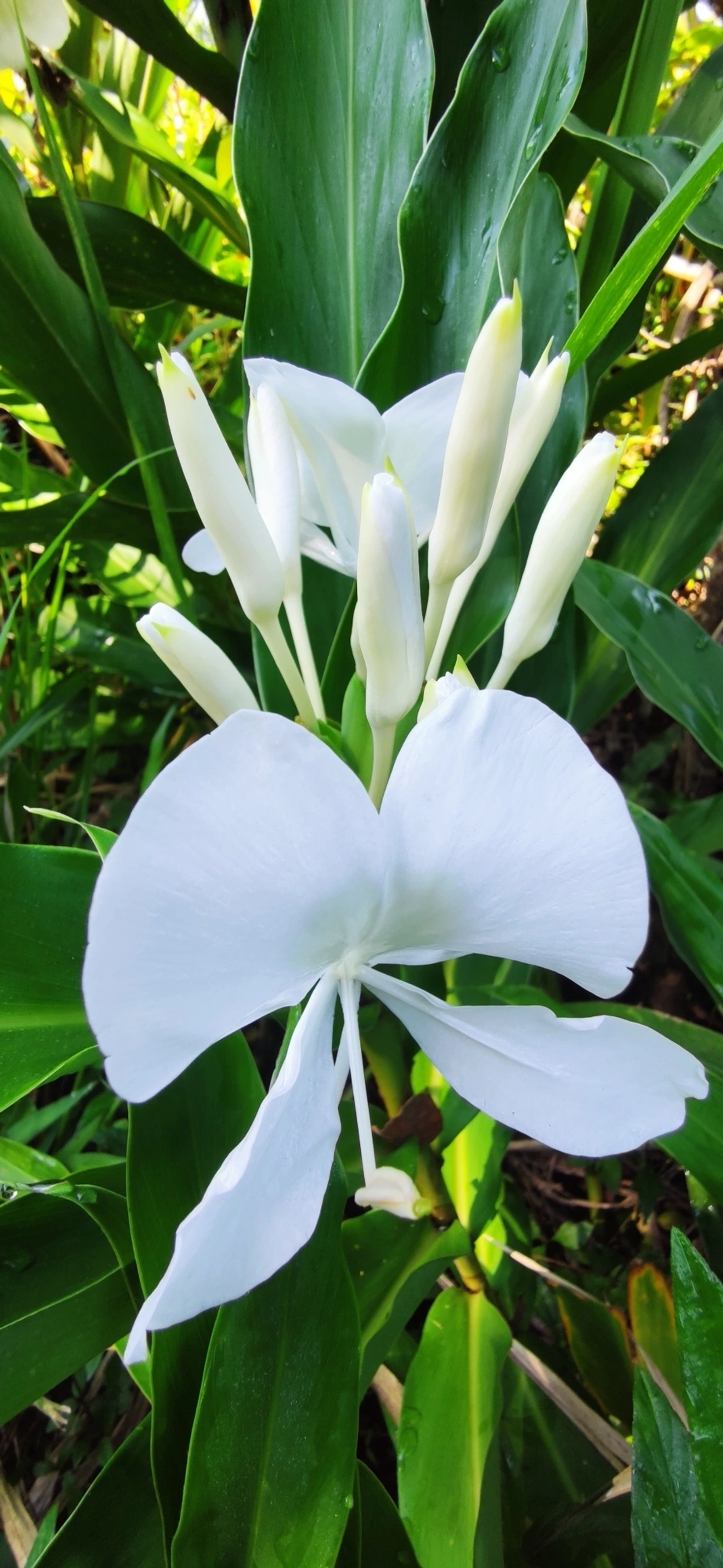 Lírio-do-brejo (Hedychium coronarium), plantas, fotografado em Maresias, São Sebastião