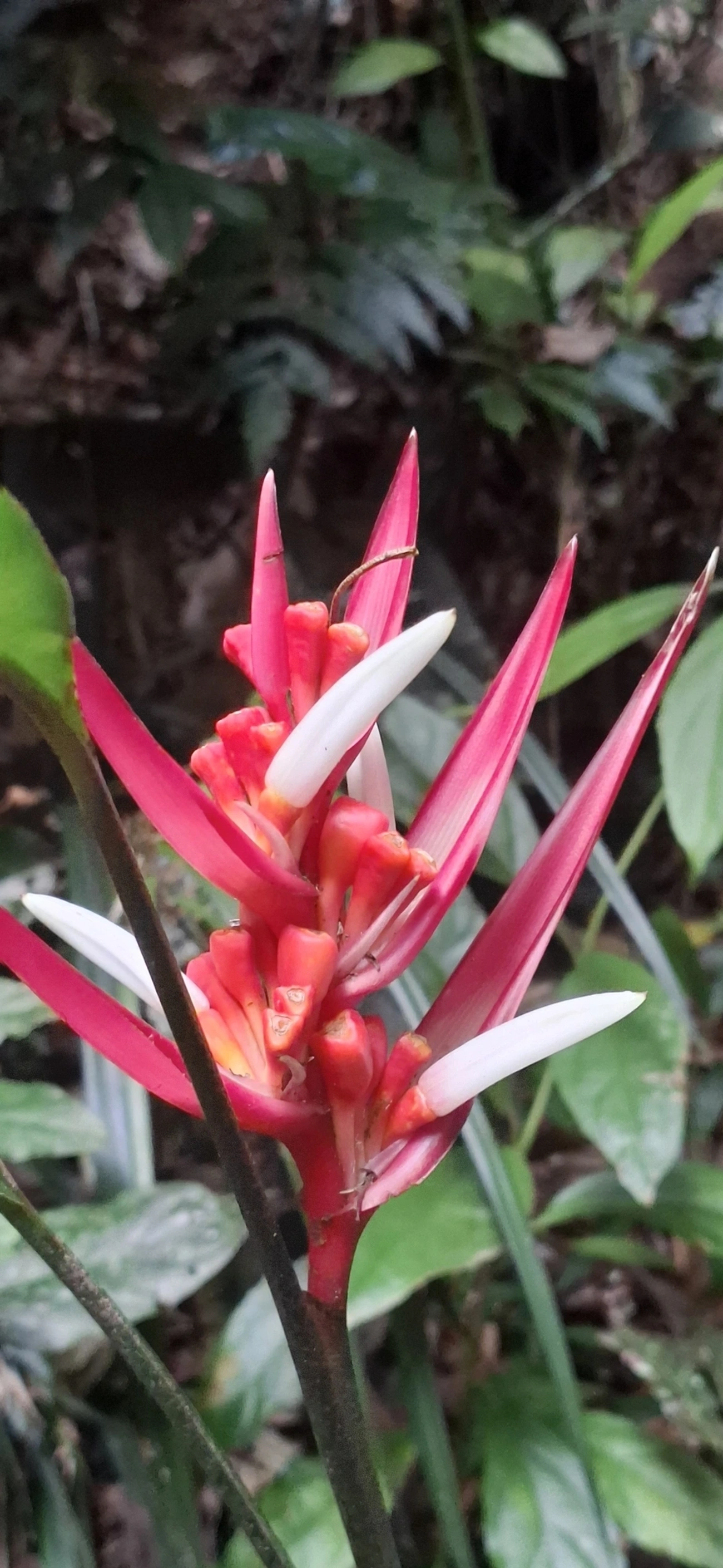 Bico-de-guará (Heliconia angusta), plantas, fotografado em Enxovas, Ilhabela
