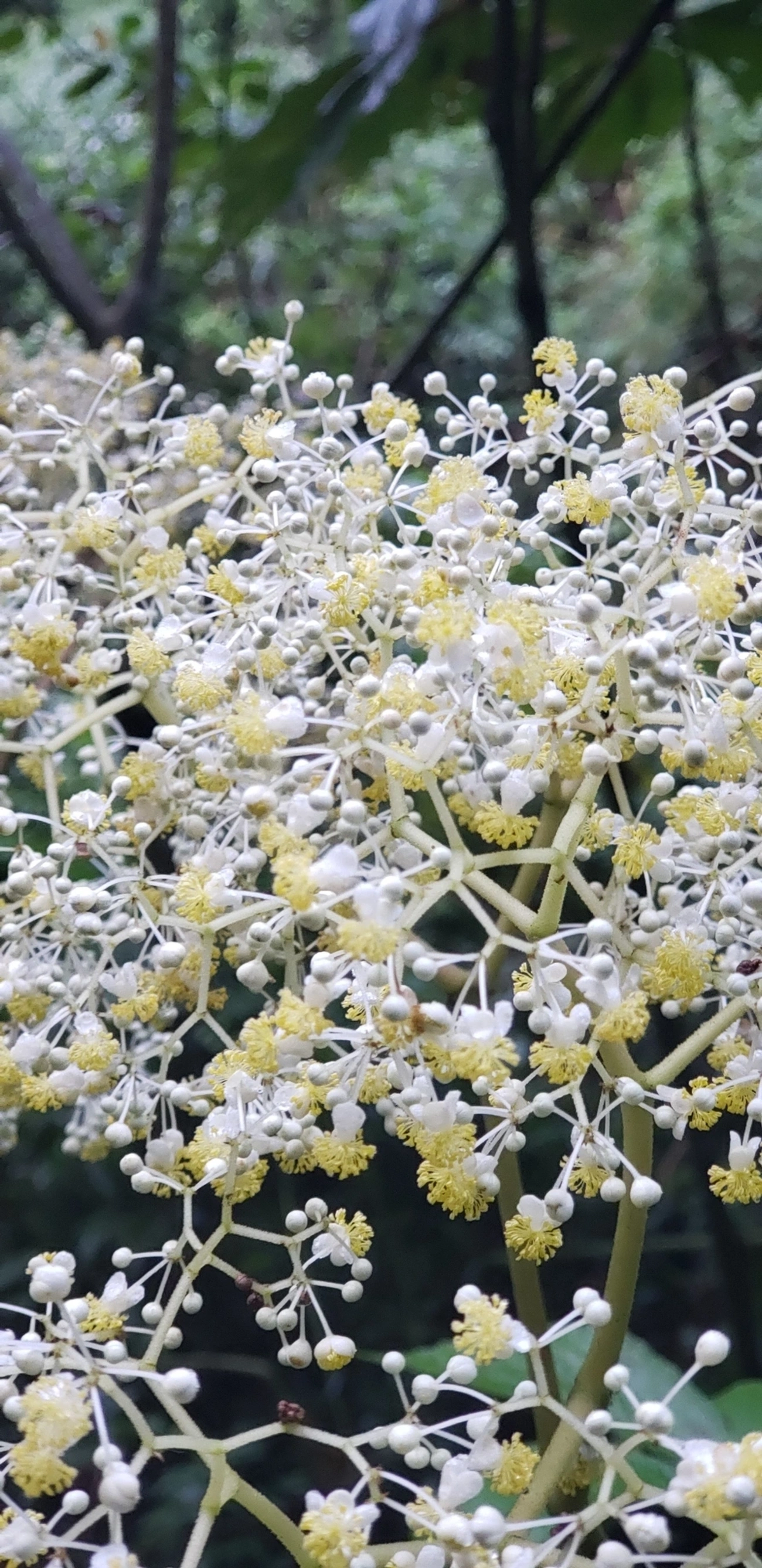 Sabugueiros (Sambucus), plantas, fotografado em Campos do Jordão