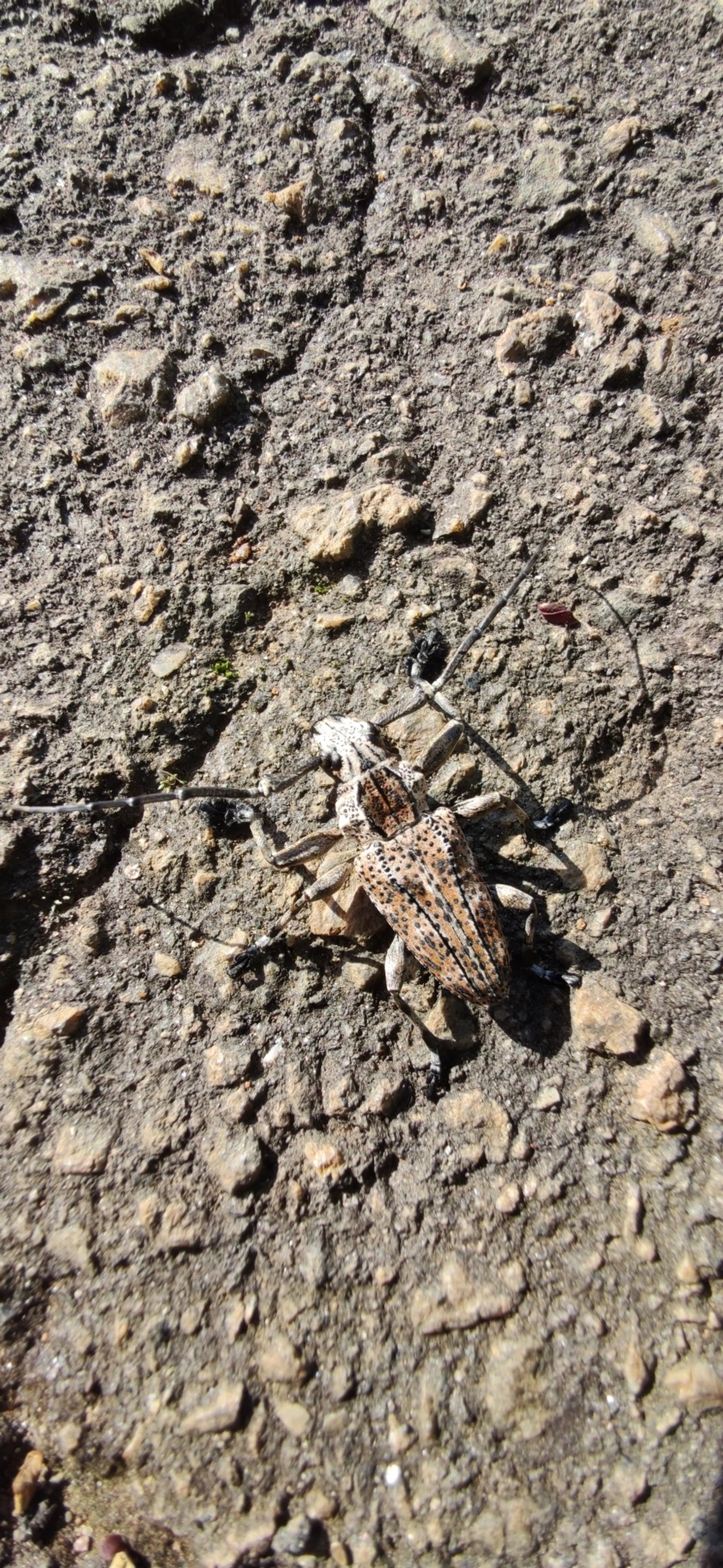 Steirastoma meridionale, insetos, fotografado em Vila Santo Estevão, São Paulo