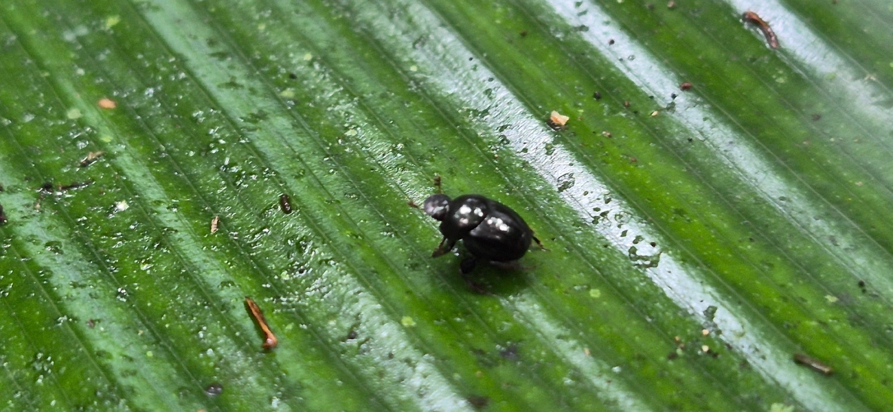 Canthidium, insetos, fotografado em Camburí, São Sebastião