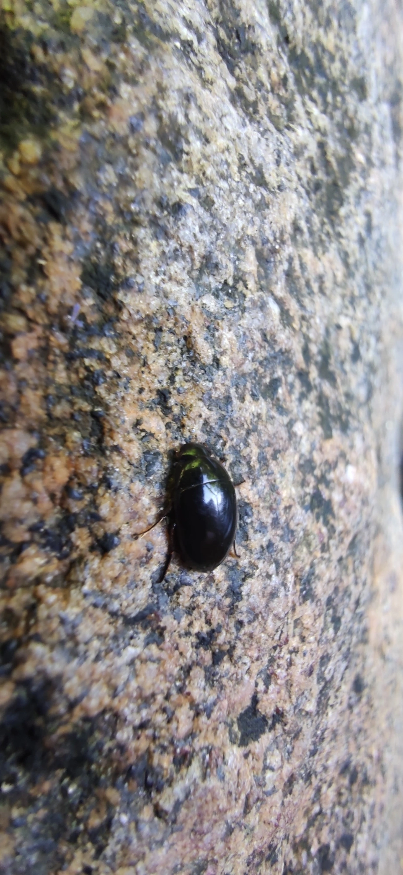 Tropisternus, insetos, fotografado em Maresias, São Sebastião