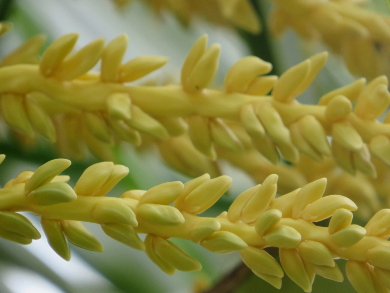 Coqueiro (Cocos nucifera), plantas, fotografado em Maresias, São Sebastião