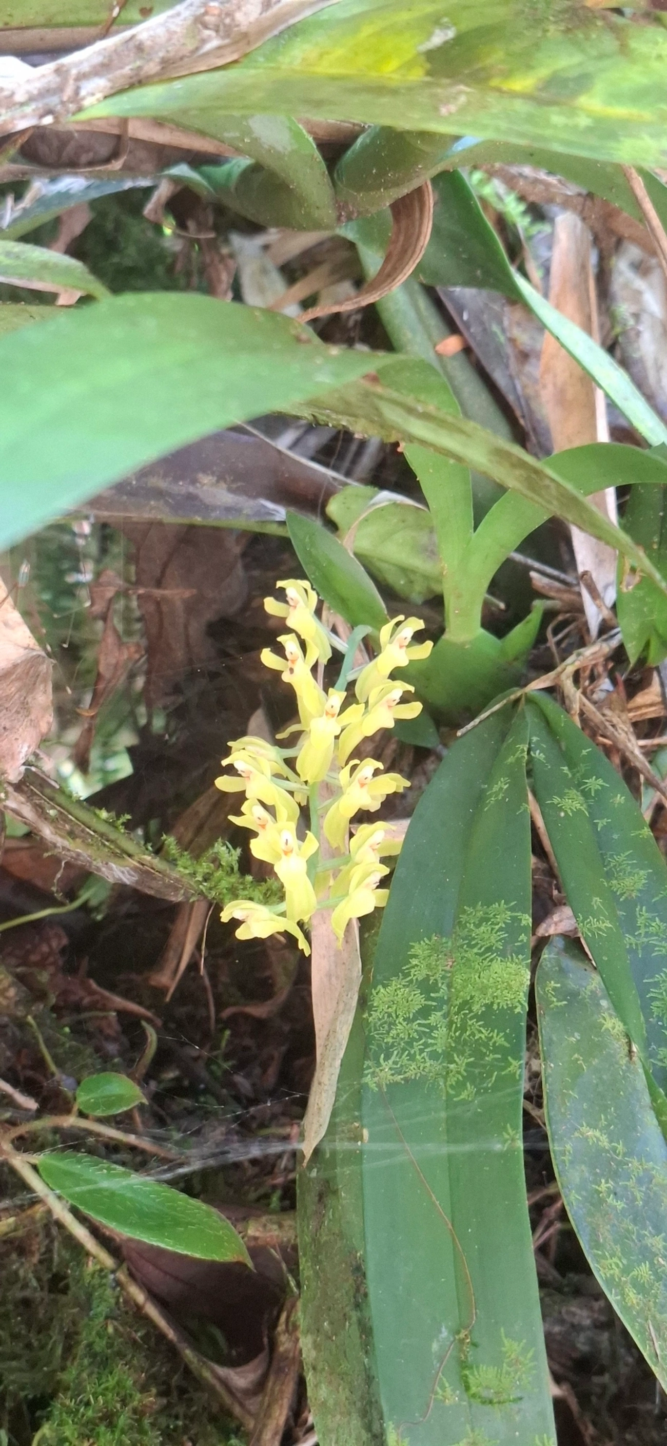 Gomesa, plantas, fotografado em Queluz