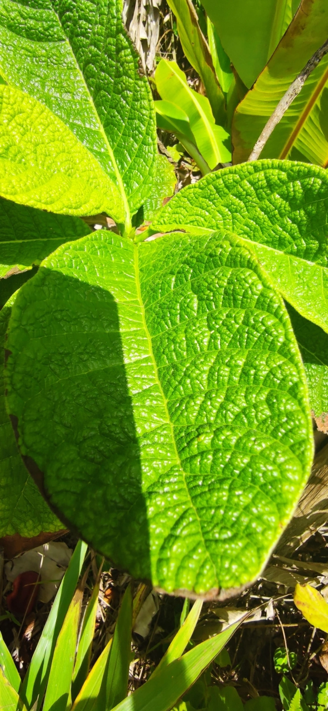 Marmelo-da-praia (Tocoyena bullata), plantas, fotografado em Maresias, São Sebastião