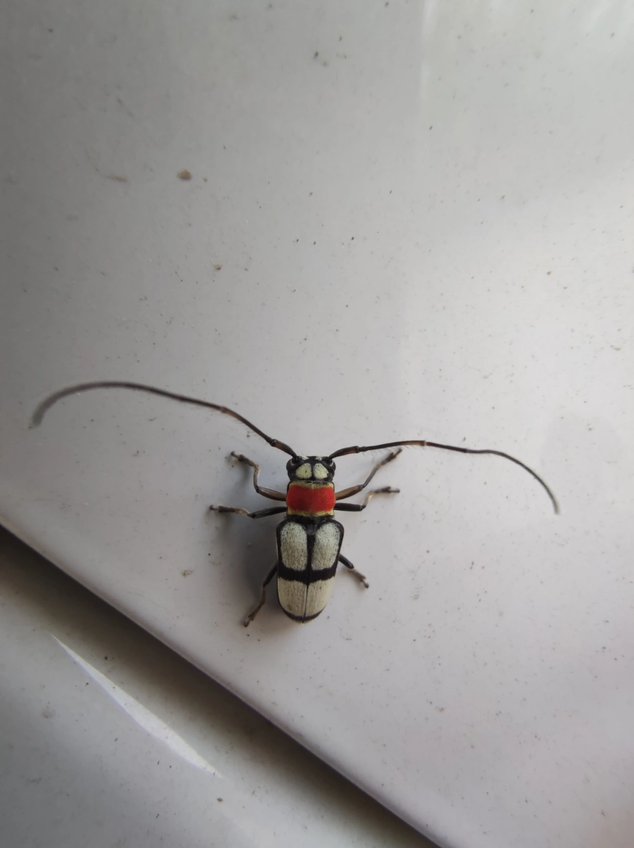 Pyrobolus clathratus, insetos, fotografado em Maresias, São Sebastião