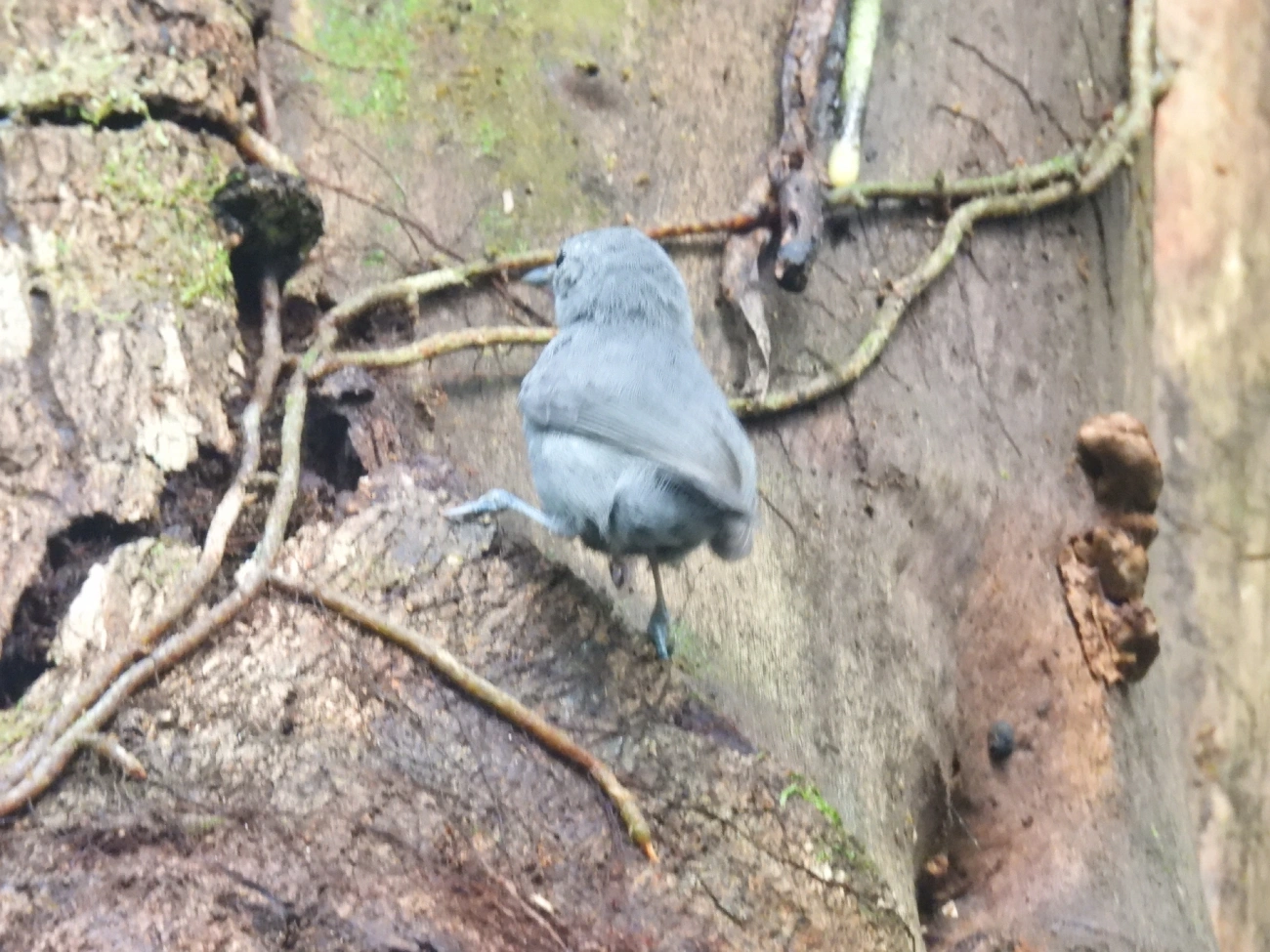 Choquinha-Cinzenta (Myrmotherula unicolor), aves, fotografado em Maresias, São Sebastião