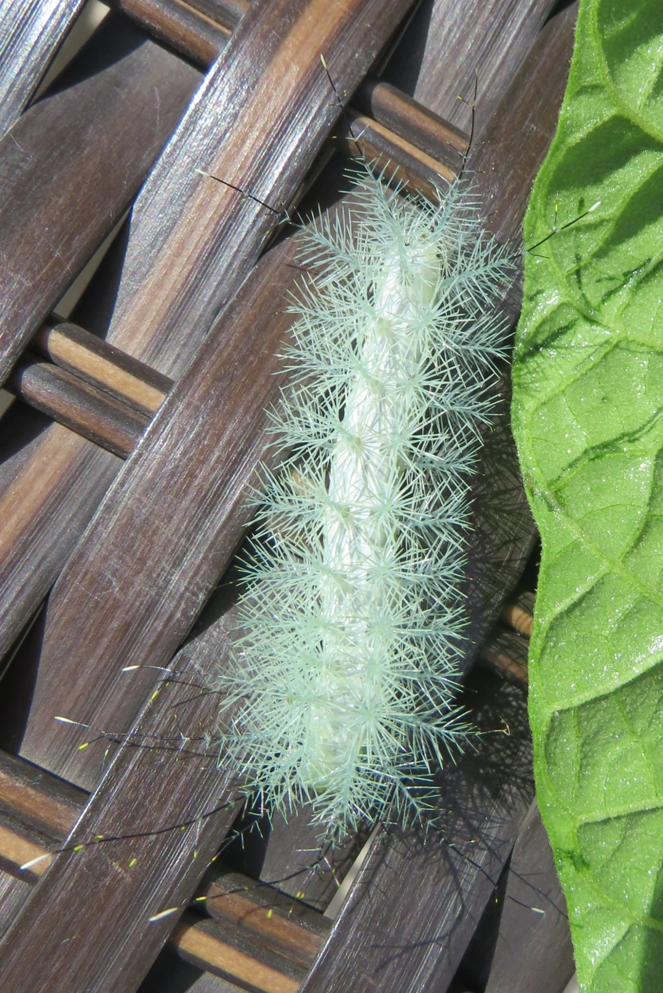 Hemileucinae, insetos, fotografado em Maresias, São Sebastião