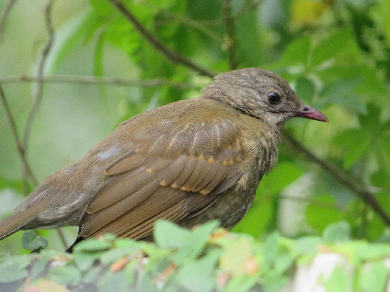 Sabiá-barranco (Turdus leucomelas), aves, fotografado em Maresias, São Sebastião