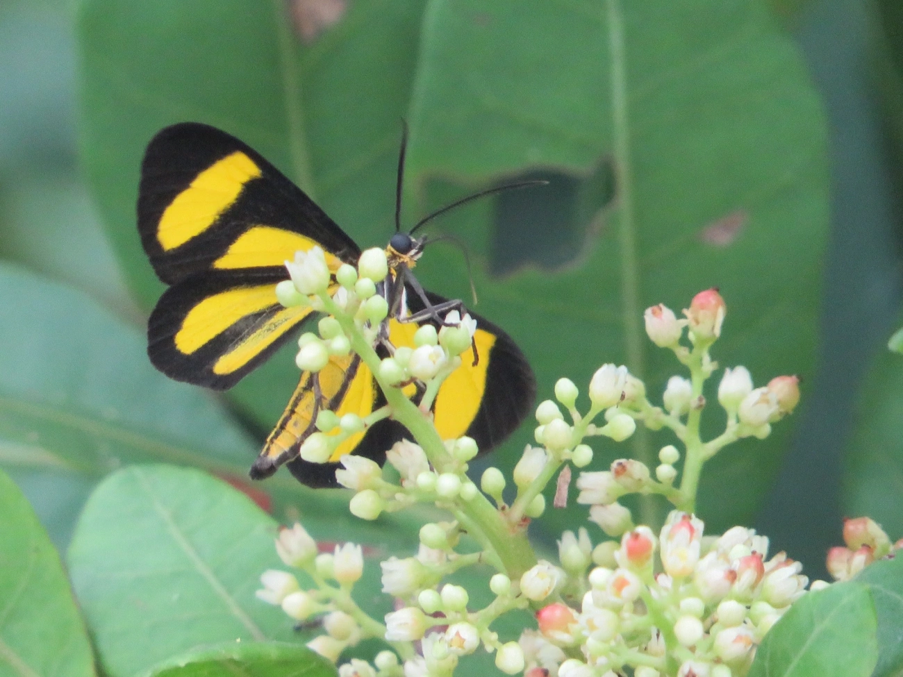 Cyllopoda claudicula, insetos, fotografado em Maresias, São Sebastião